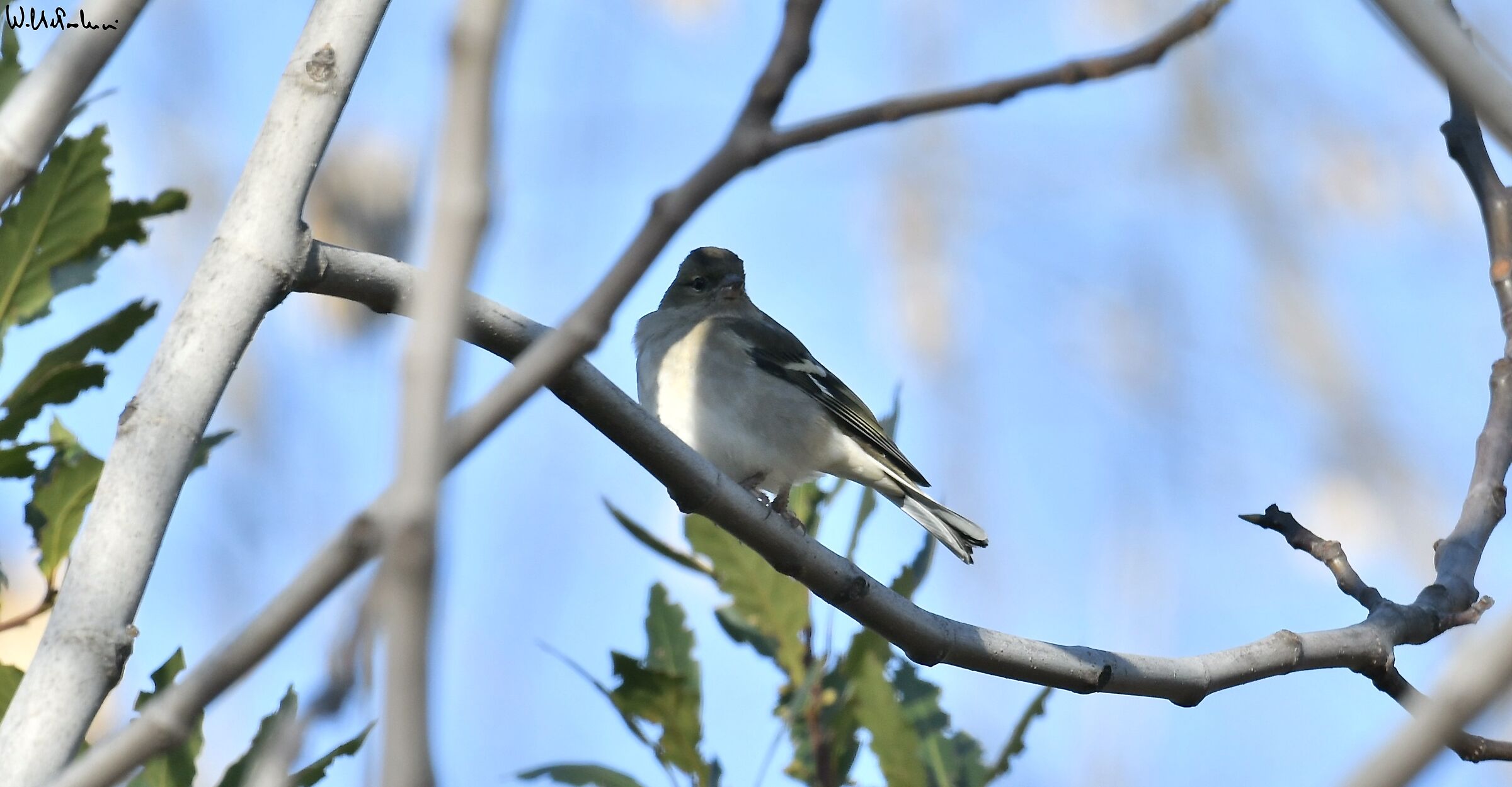 Chaffinch 1