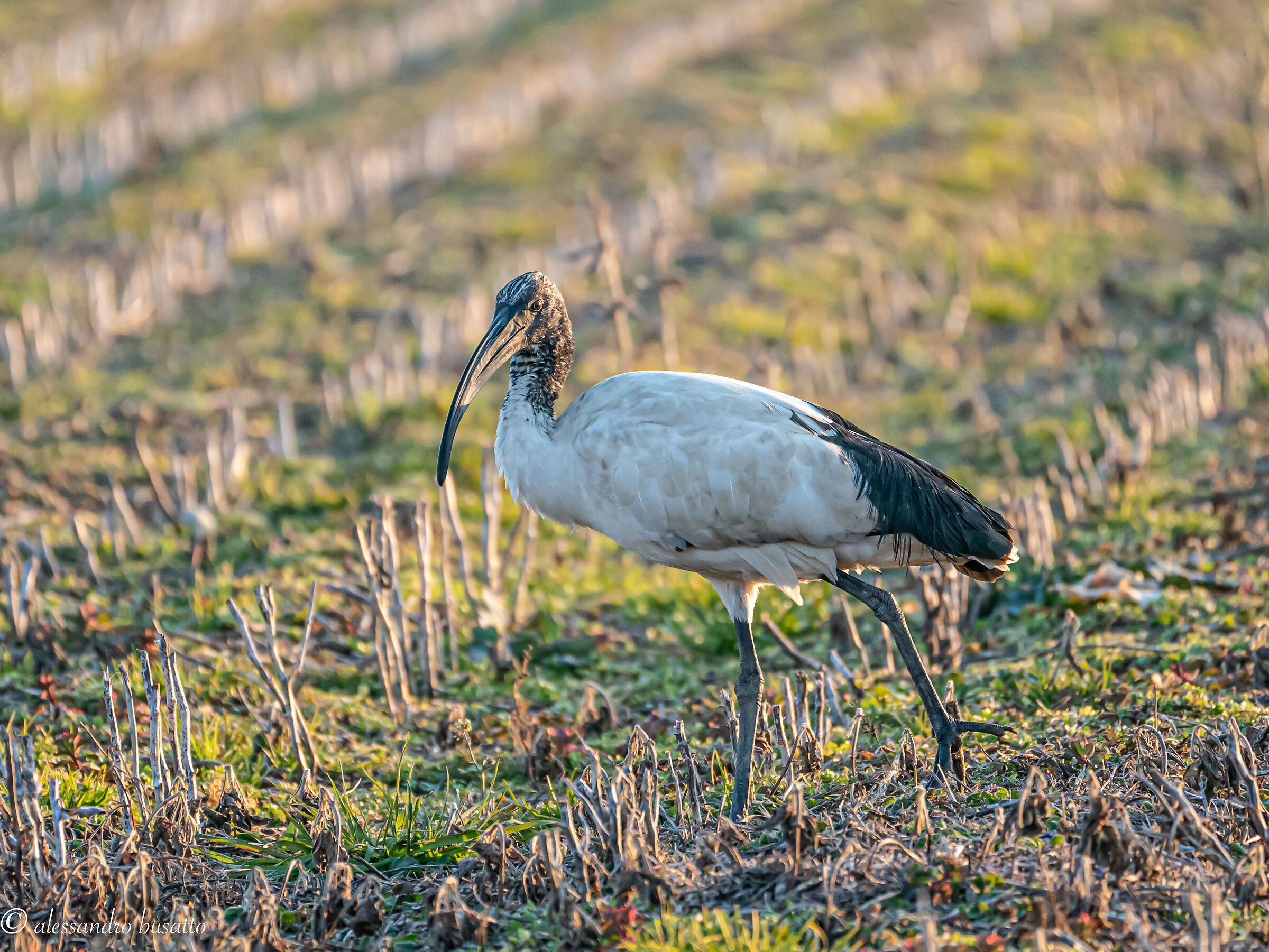 Sacred ibis