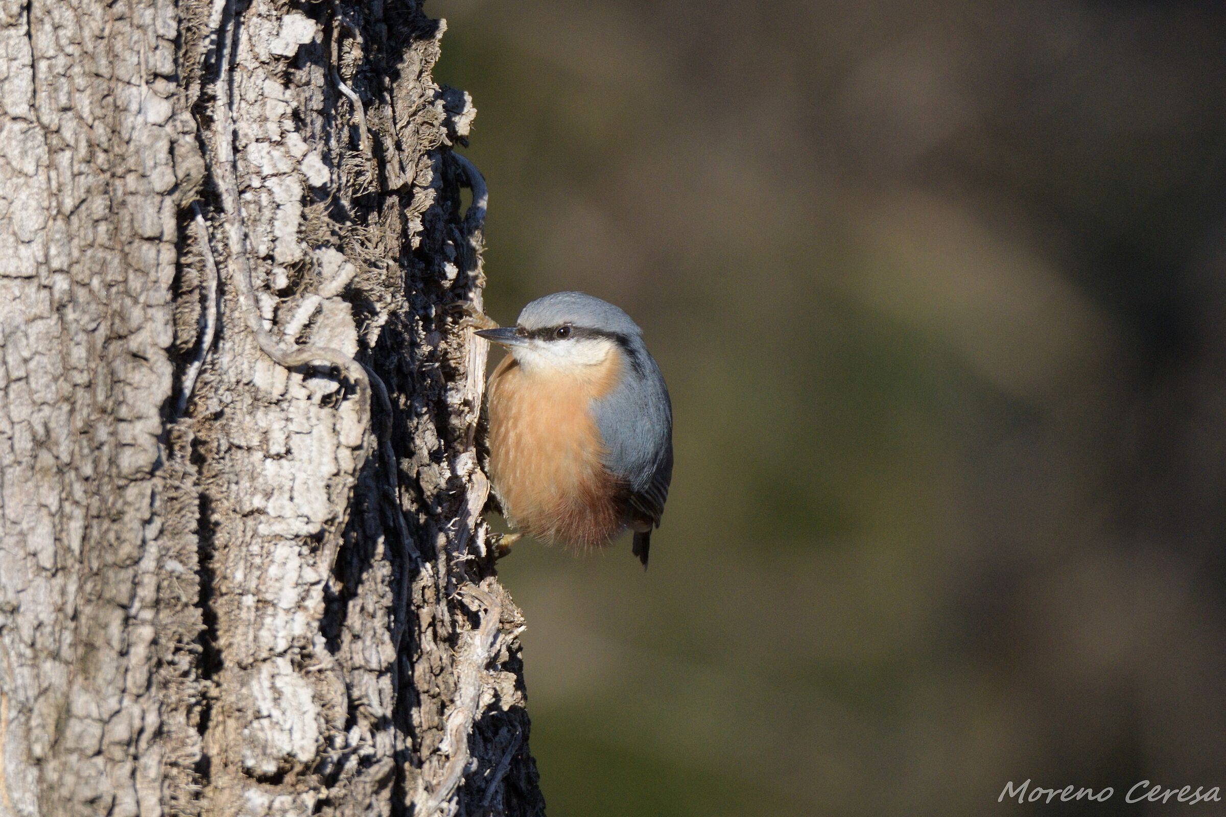 Wood nuthatch