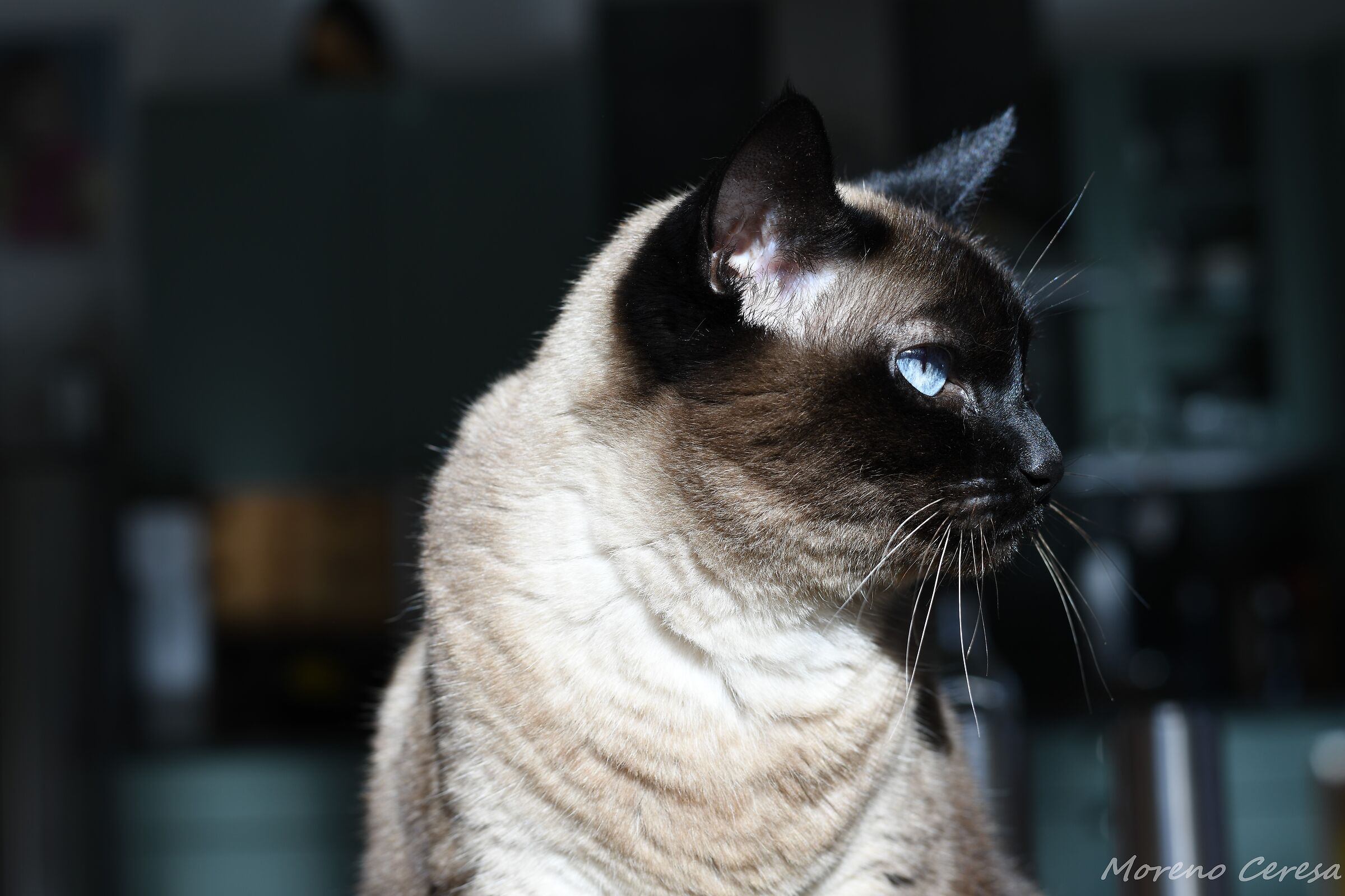 Our Cat