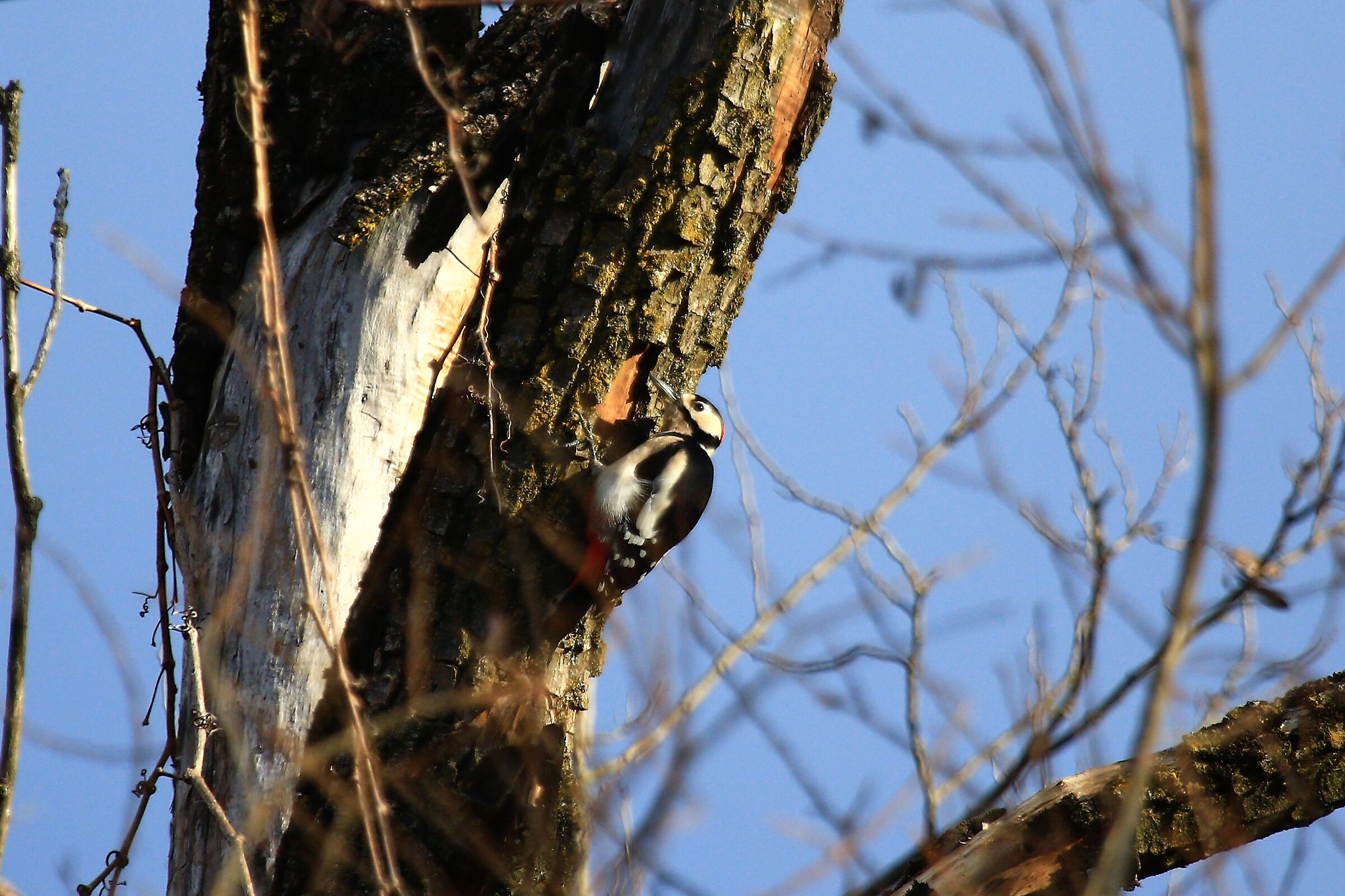 red woodpecker