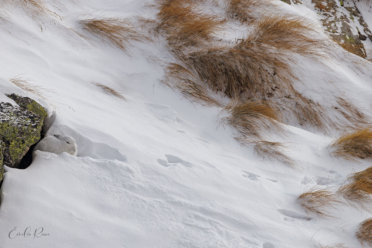 Variable hare