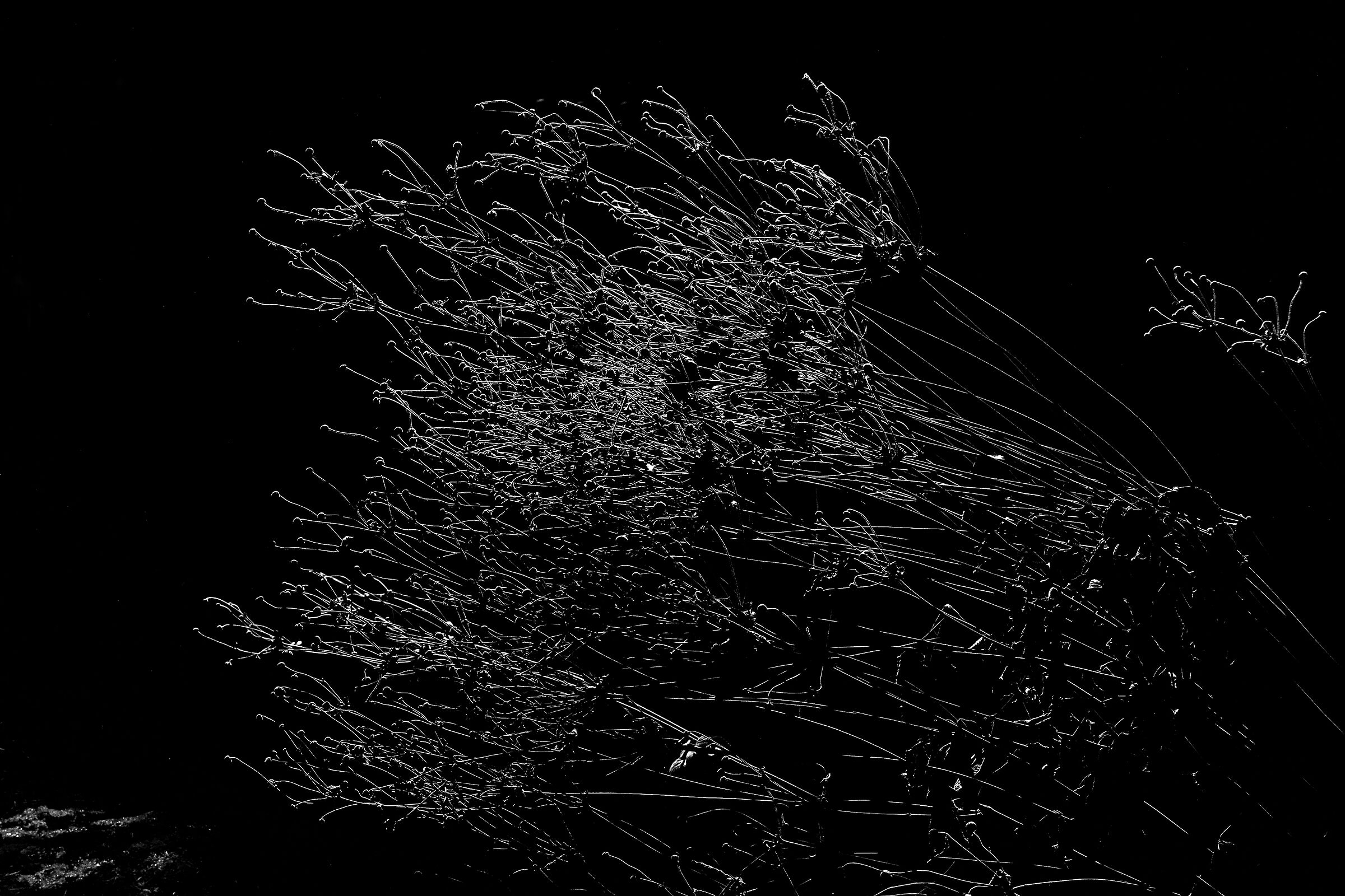 Winter night Anemone