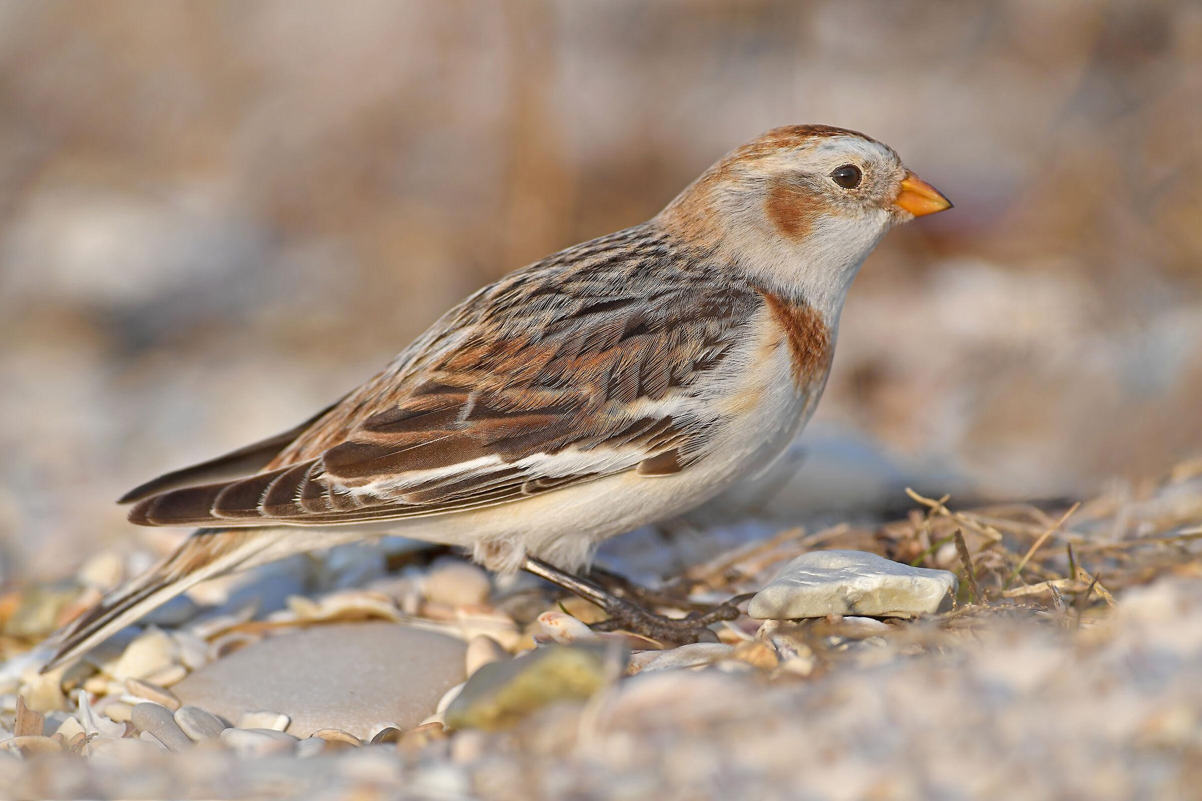 Stories of feathers 8 ( Snow bunting )