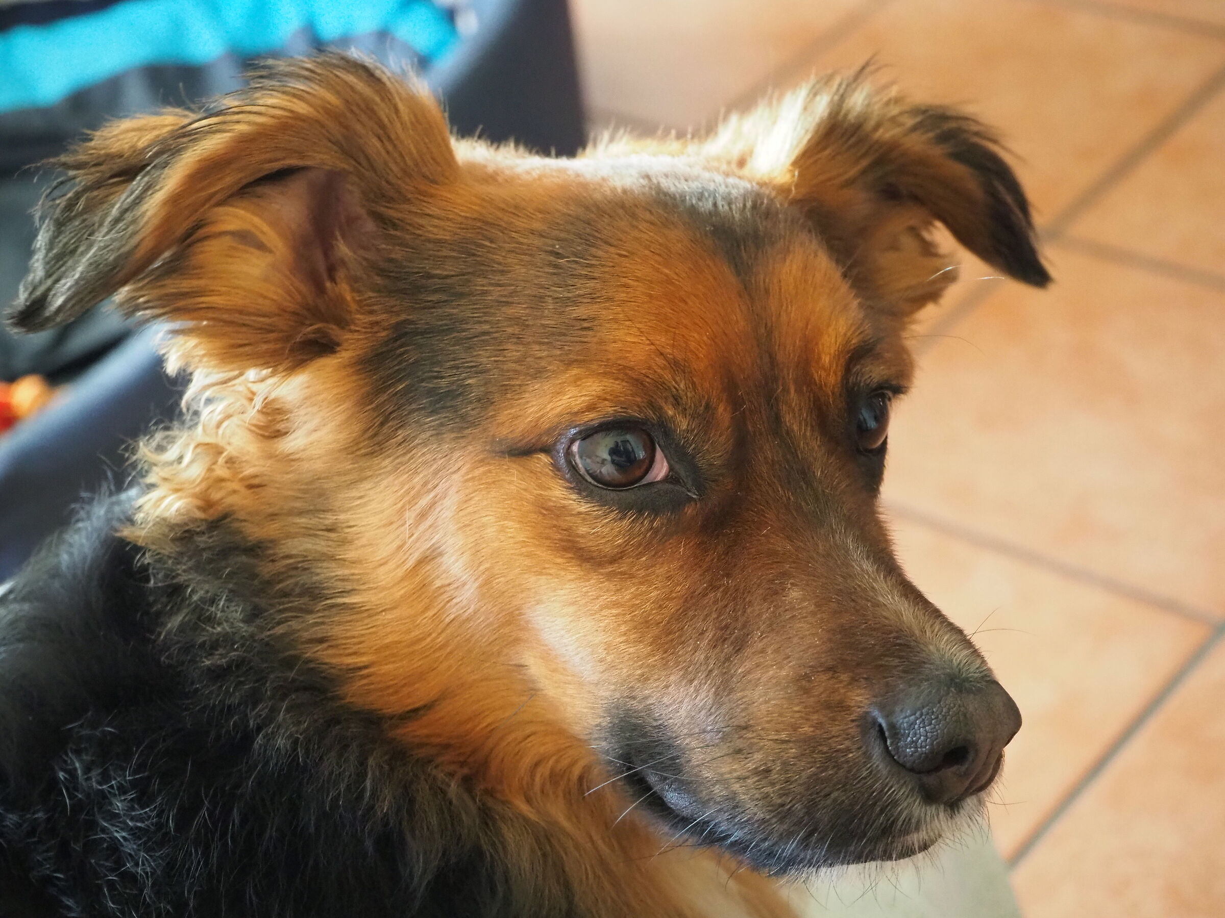 Il mio pastore da divano