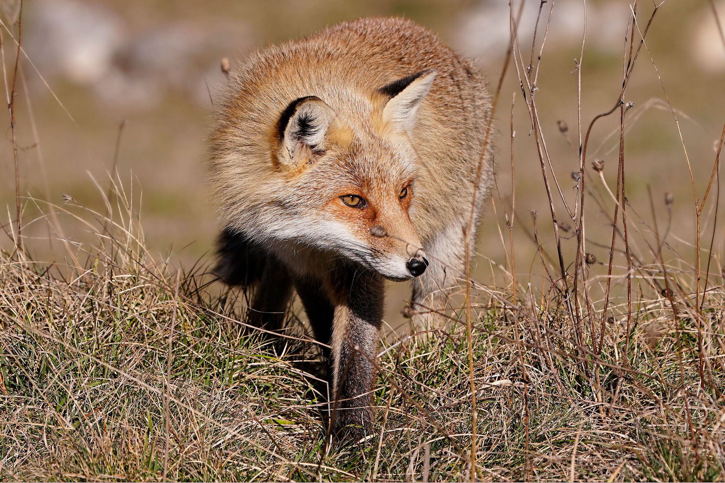 Red fox
