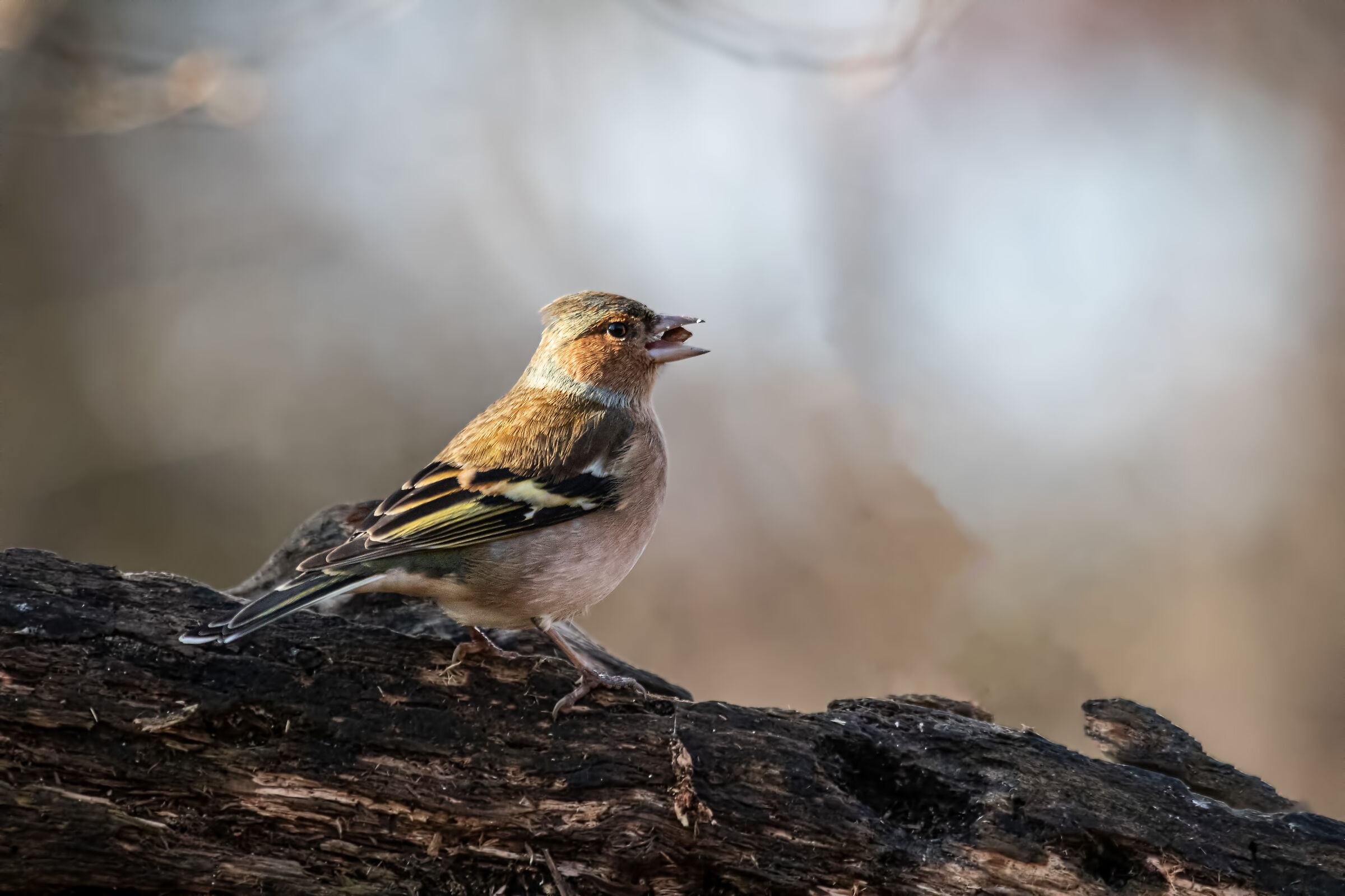 chaffinch