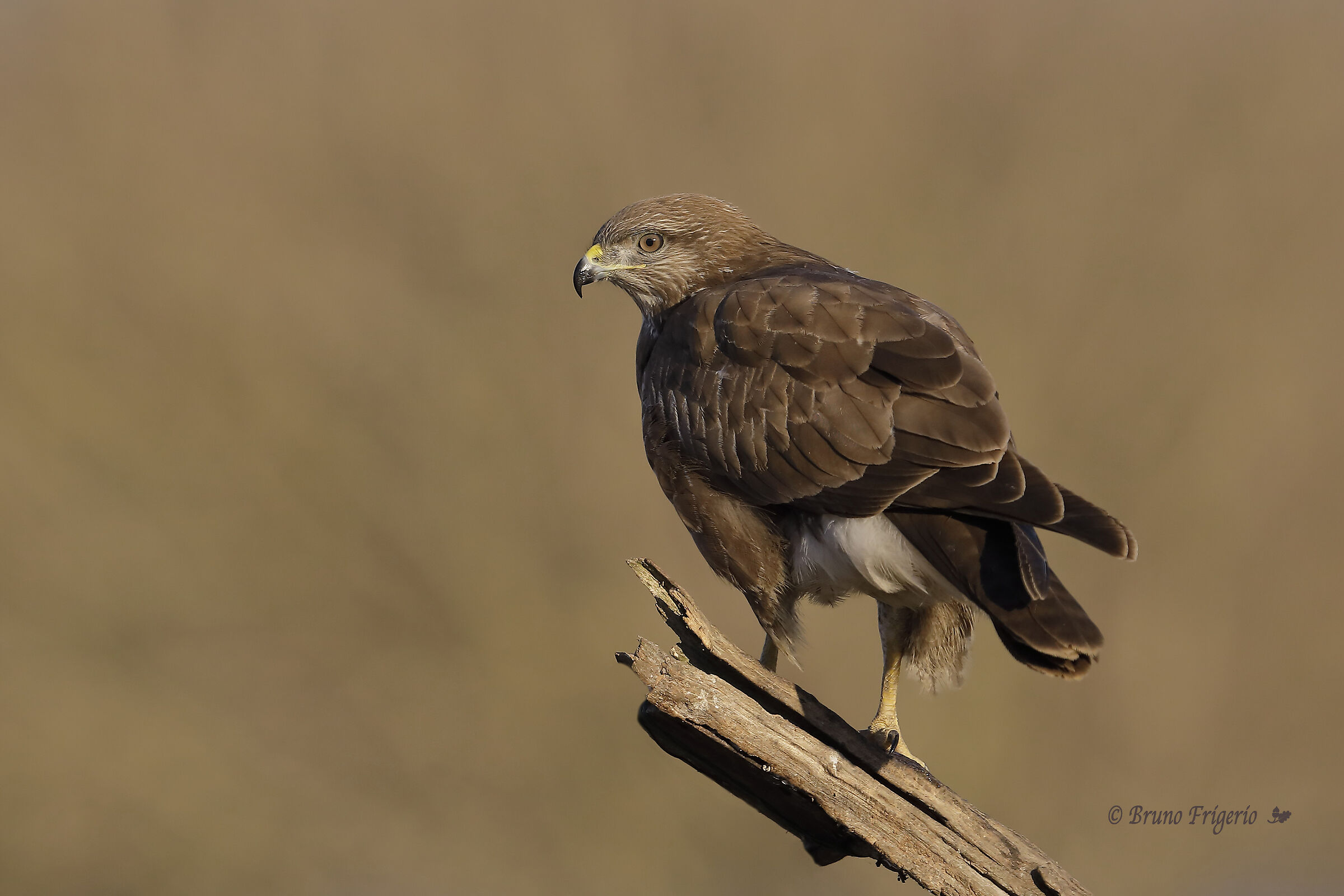 buzzard