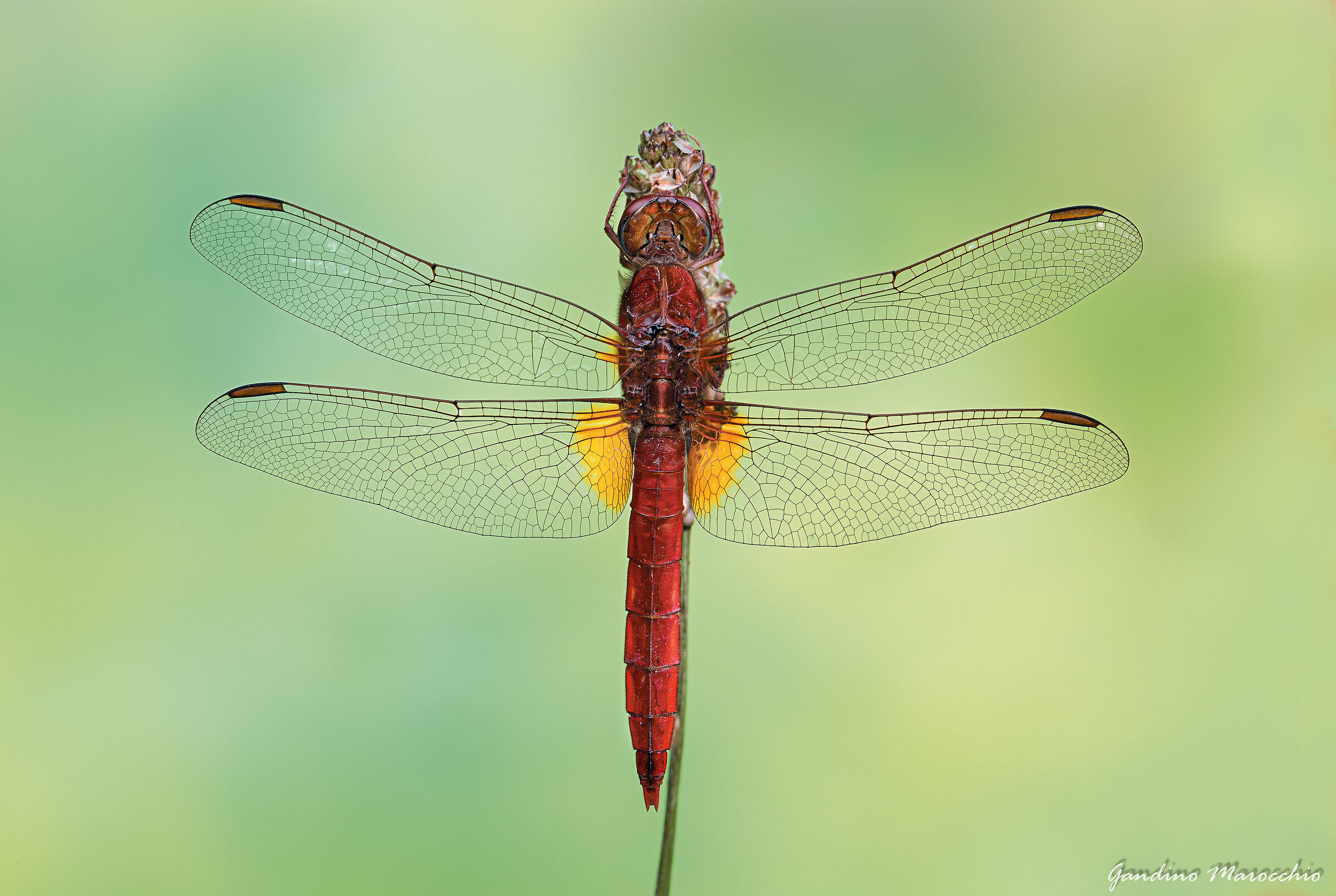 Dragonfly