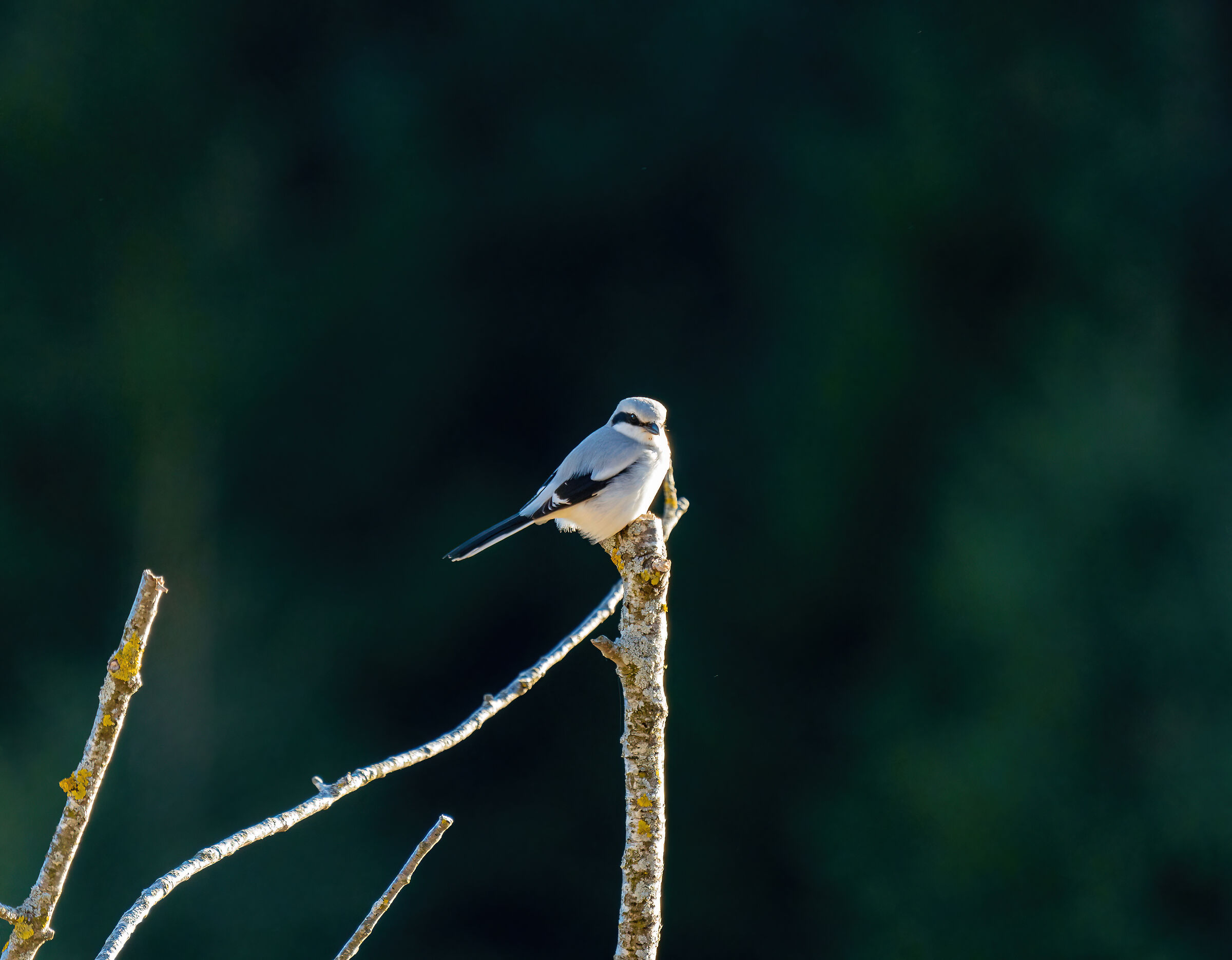 Averla Maggiore Modella