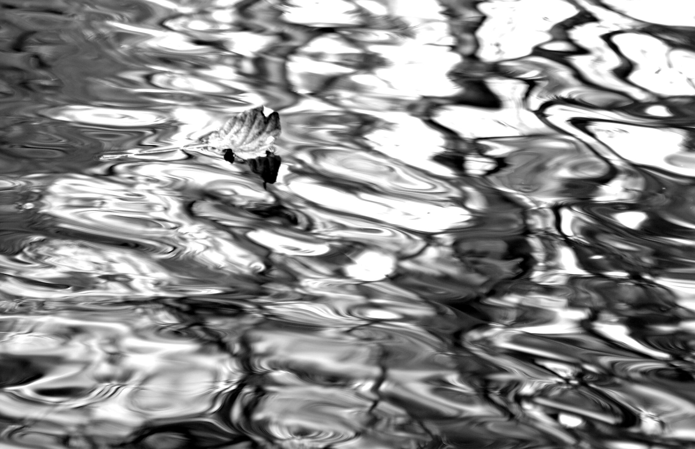 Foglia che galleggia sul fiume