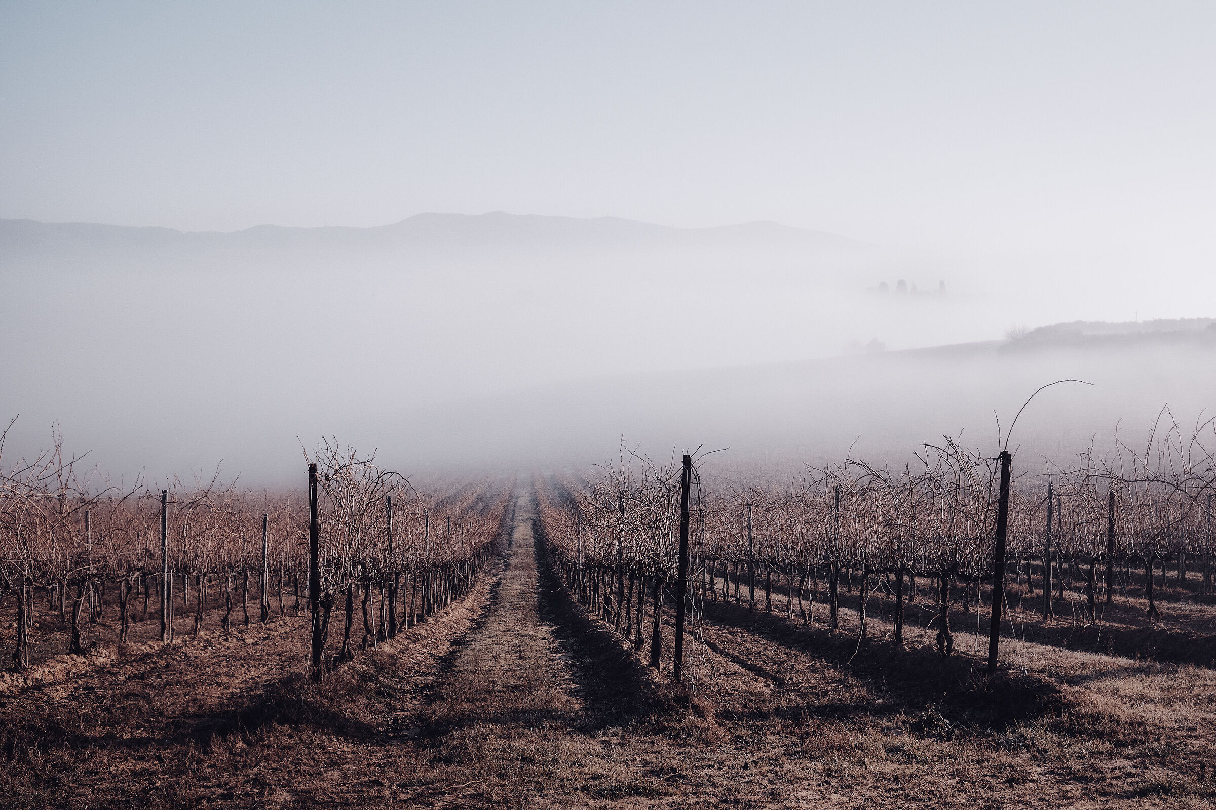 Winter vineyards