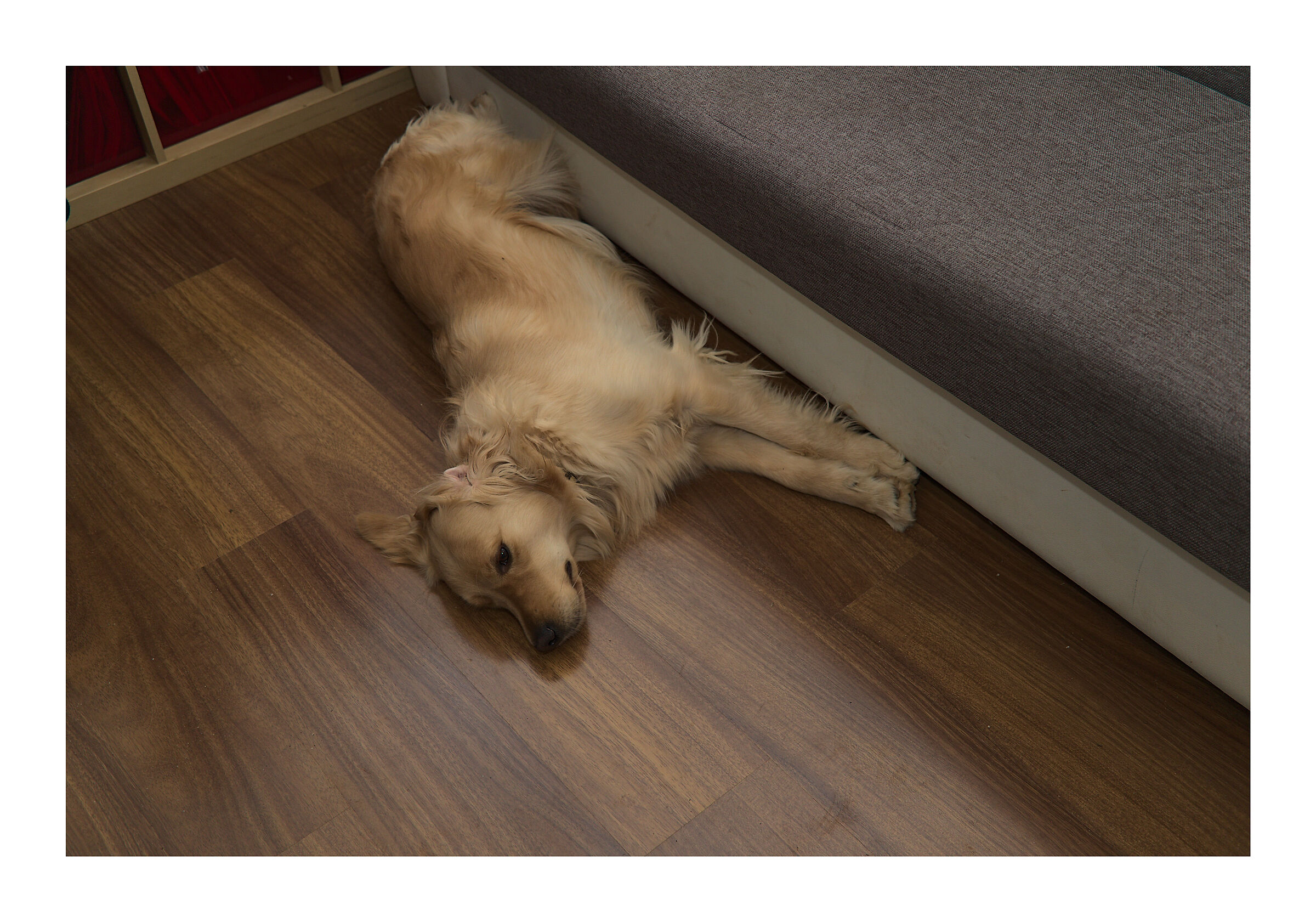 Melody #15. Zampe stese e zampe piegate....