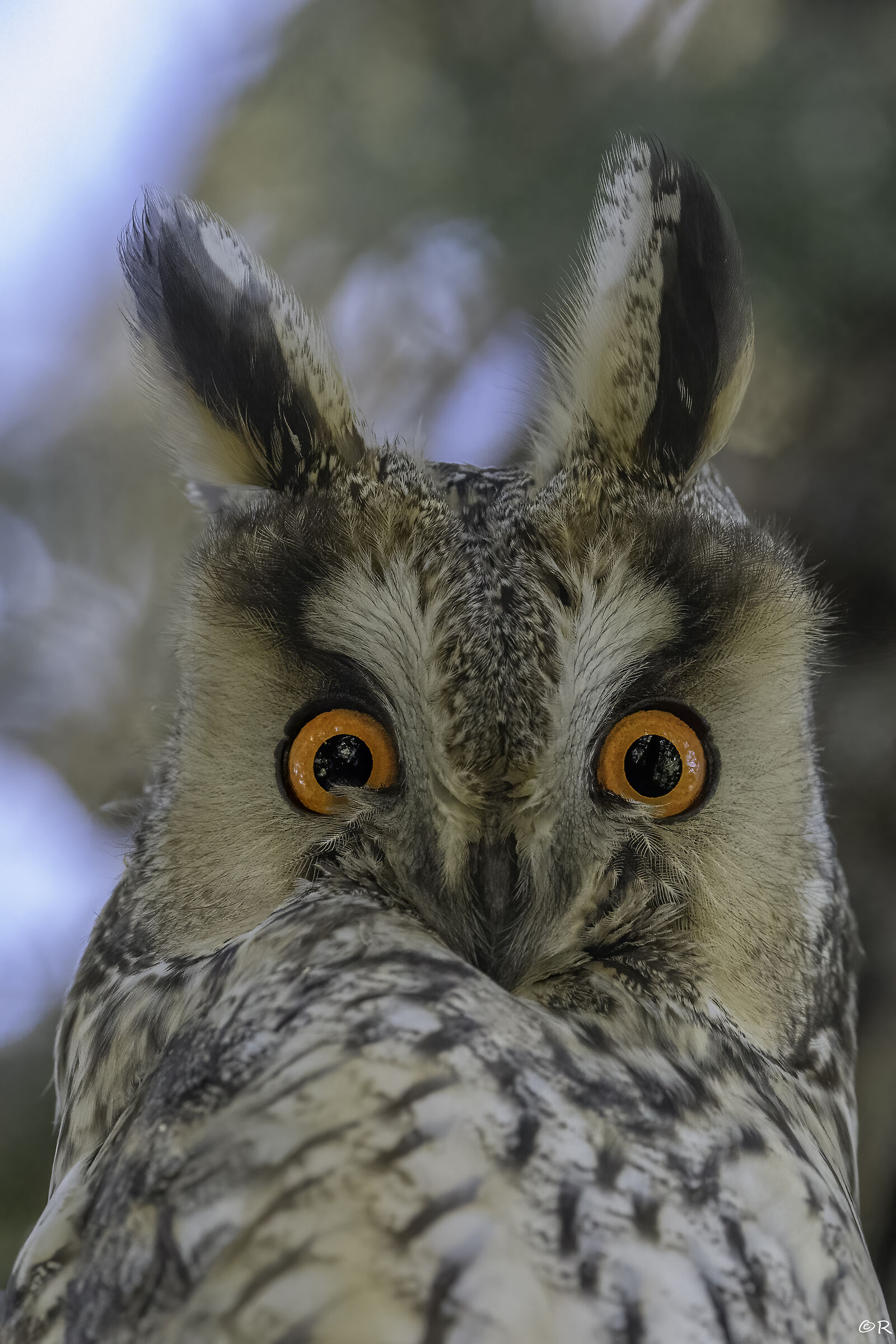 Eyes