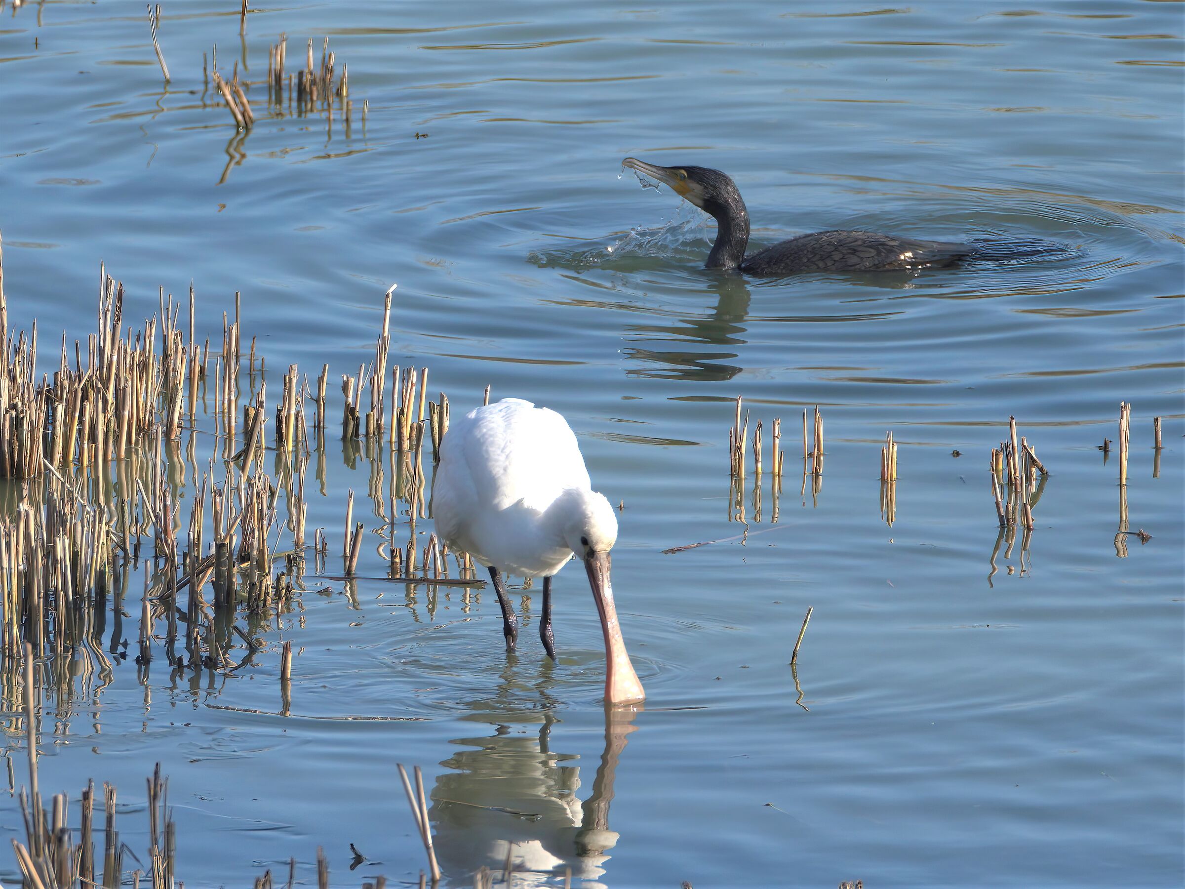 La spatola e il cormorano