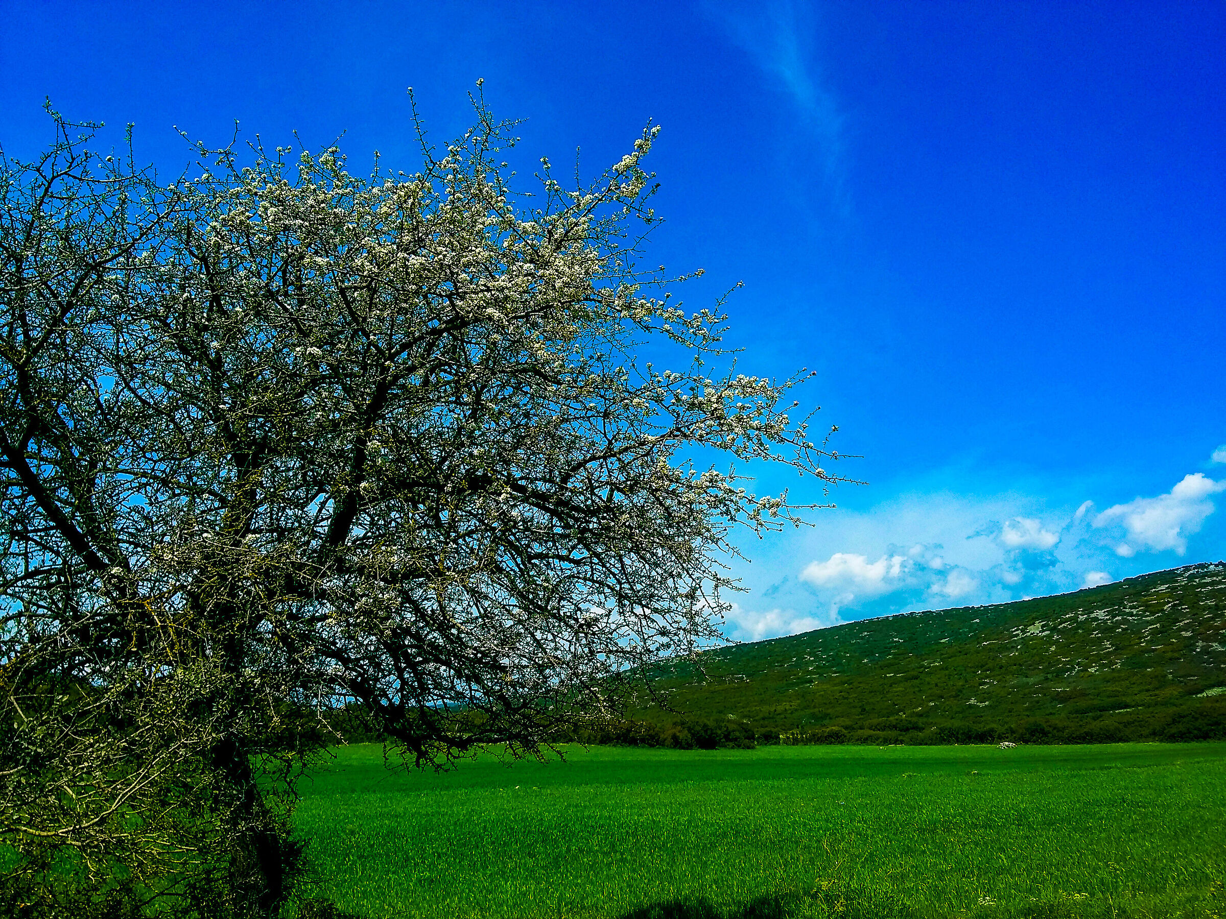 Lonely tree in the field