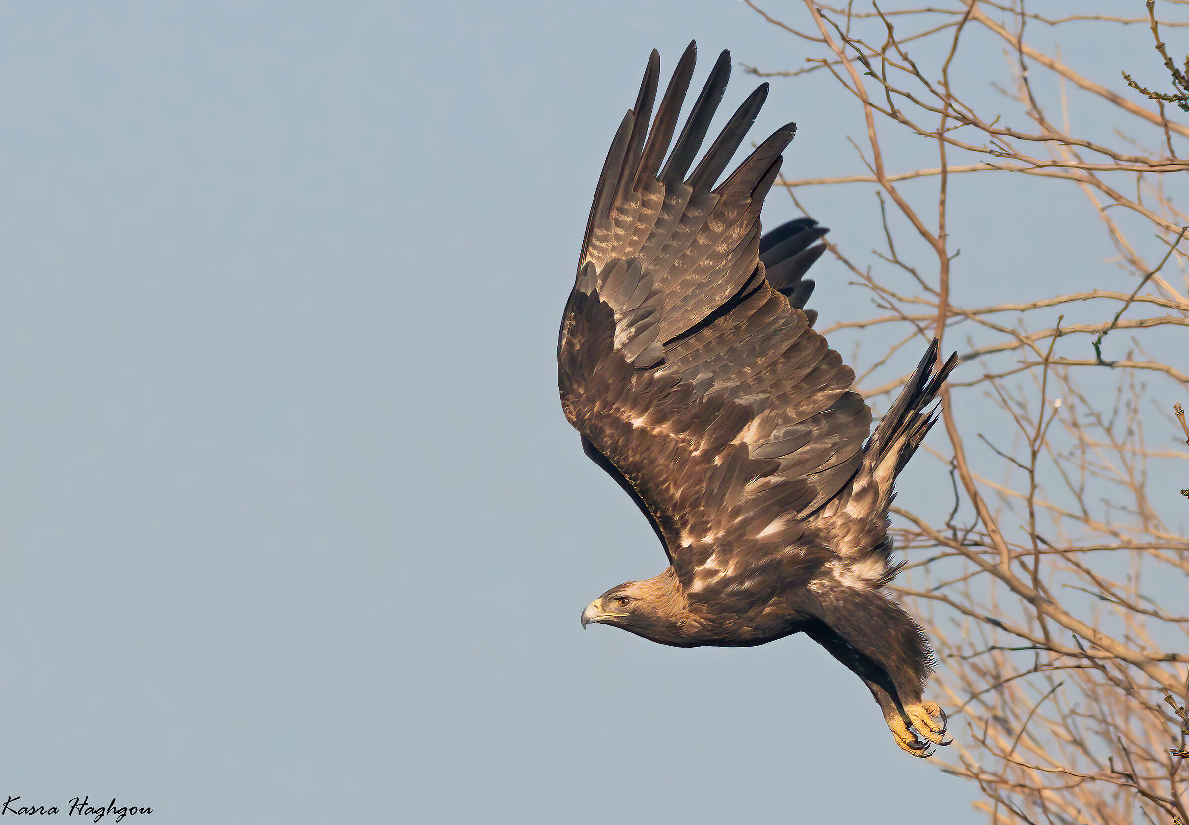 Aquila imperiale (adulto)