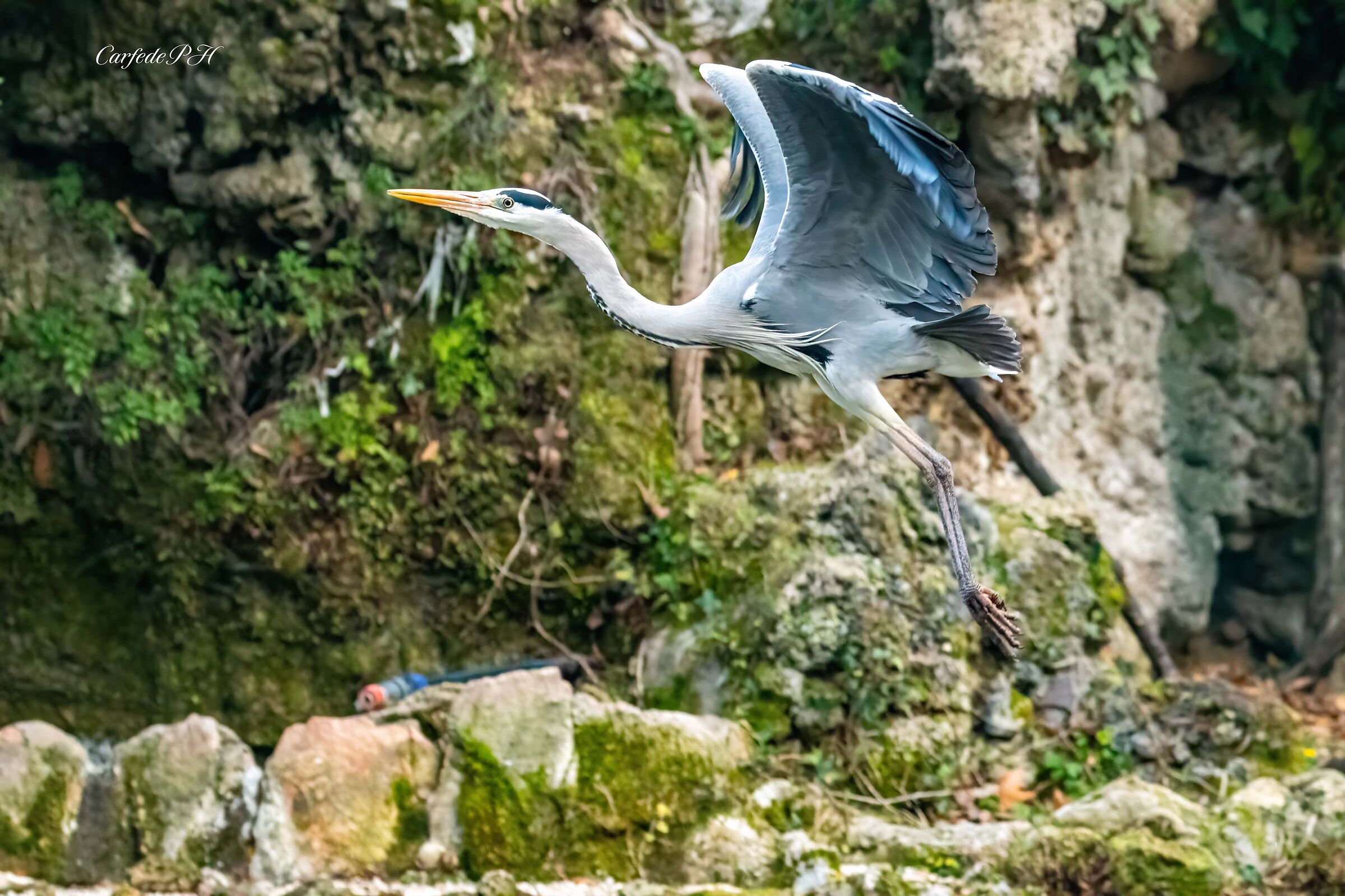 grey heron