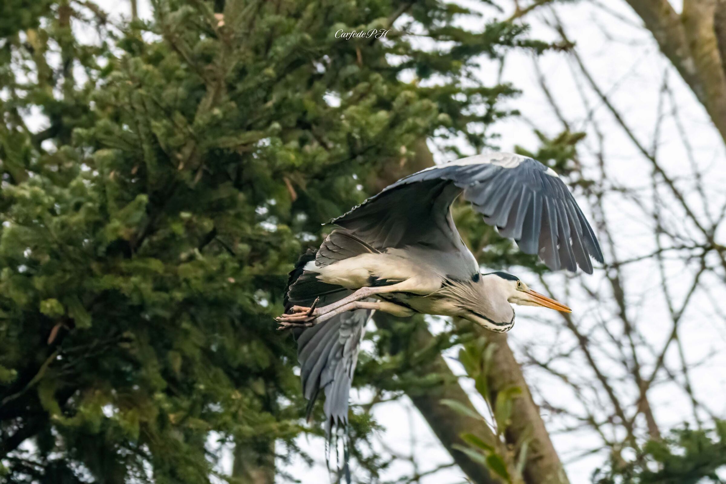 grey heron