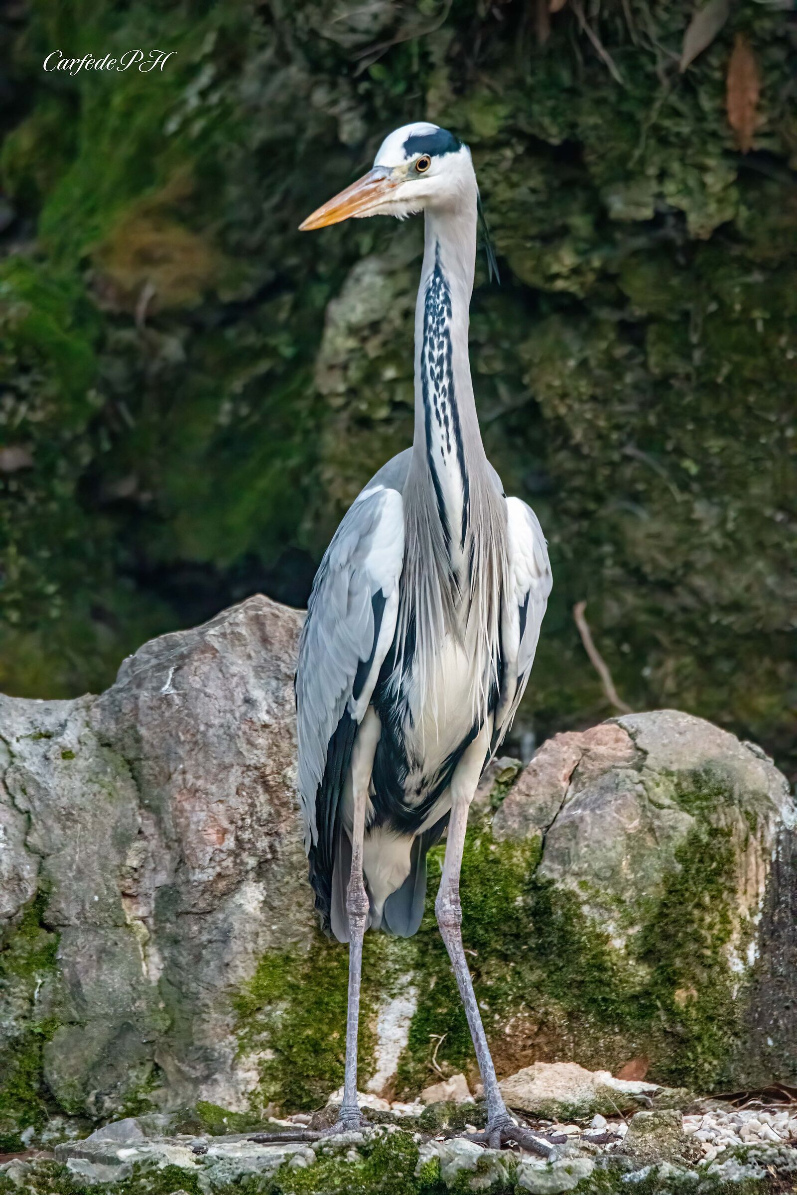 grey heron