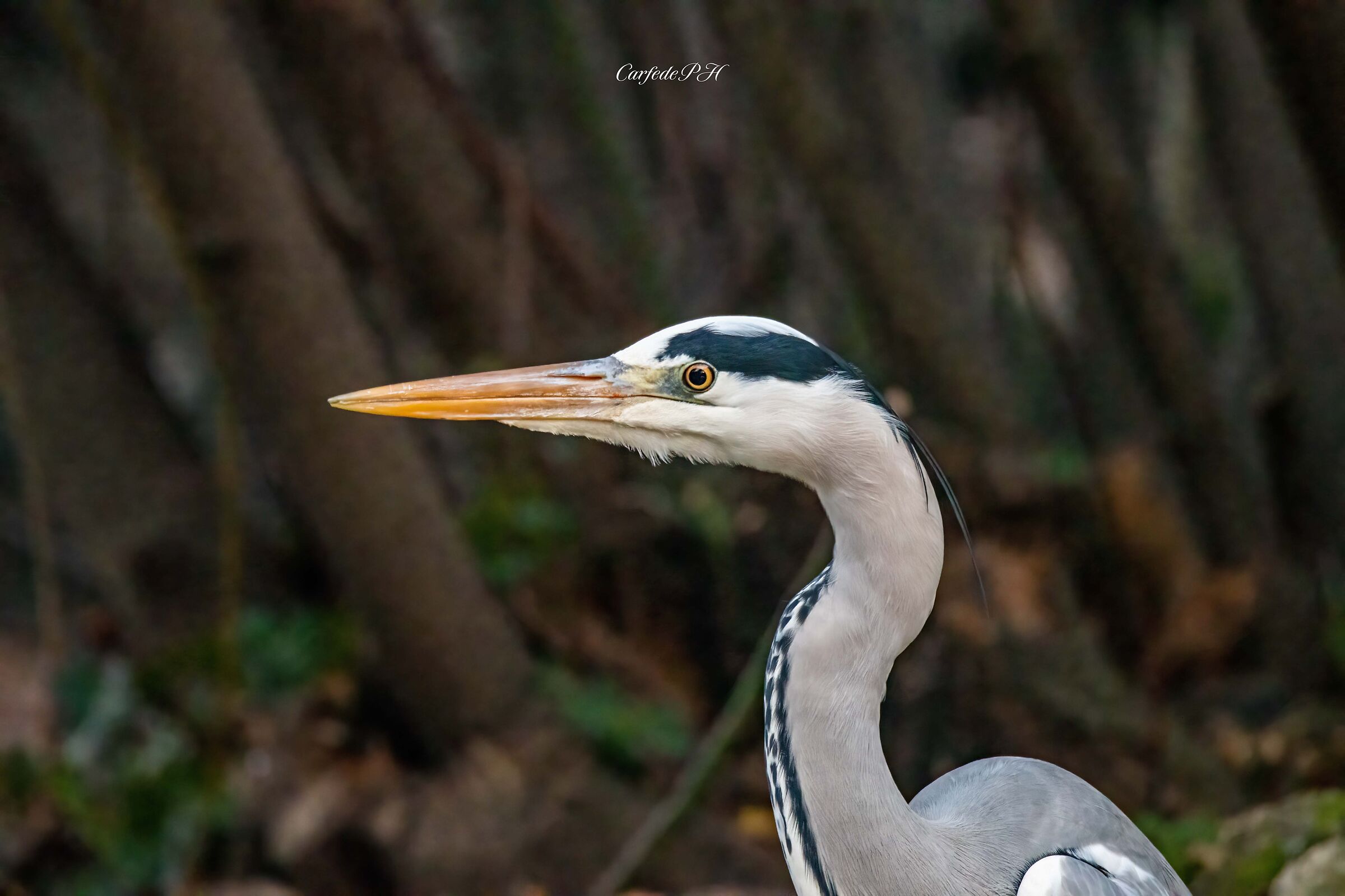 grey heron