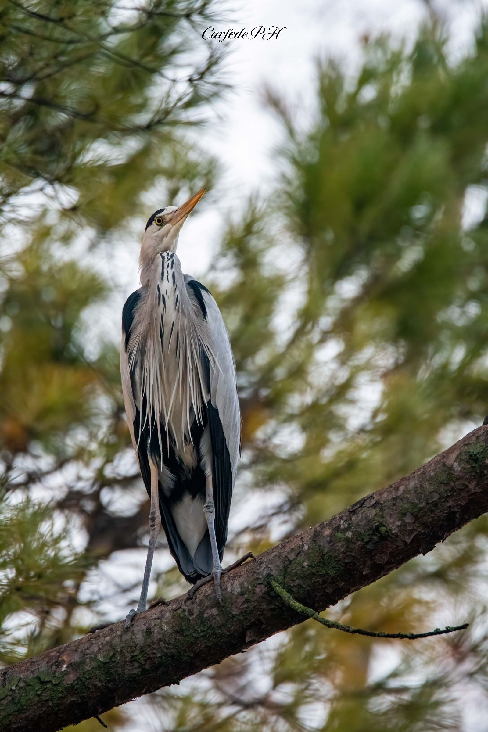 grey heron