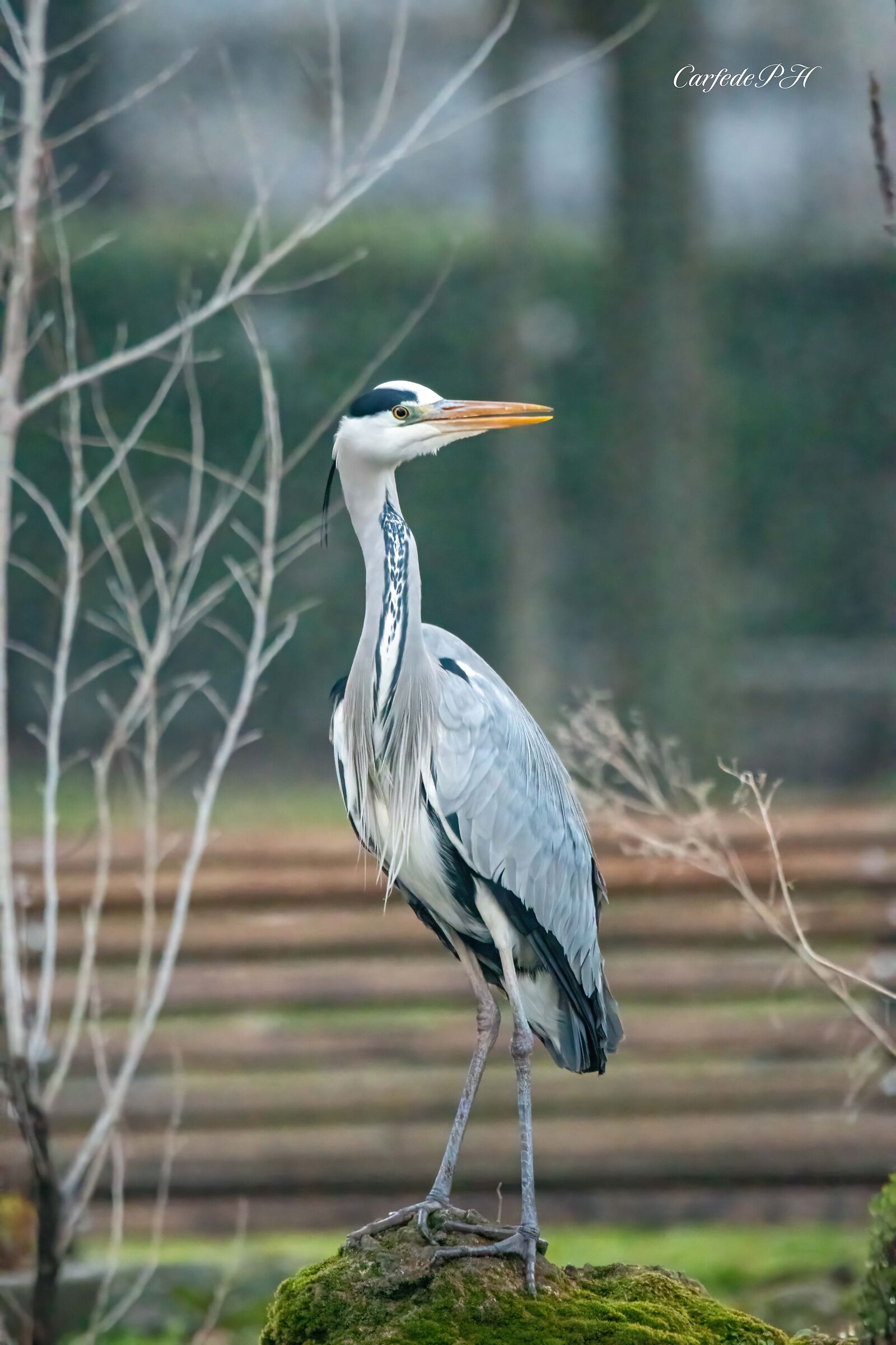 grey heron