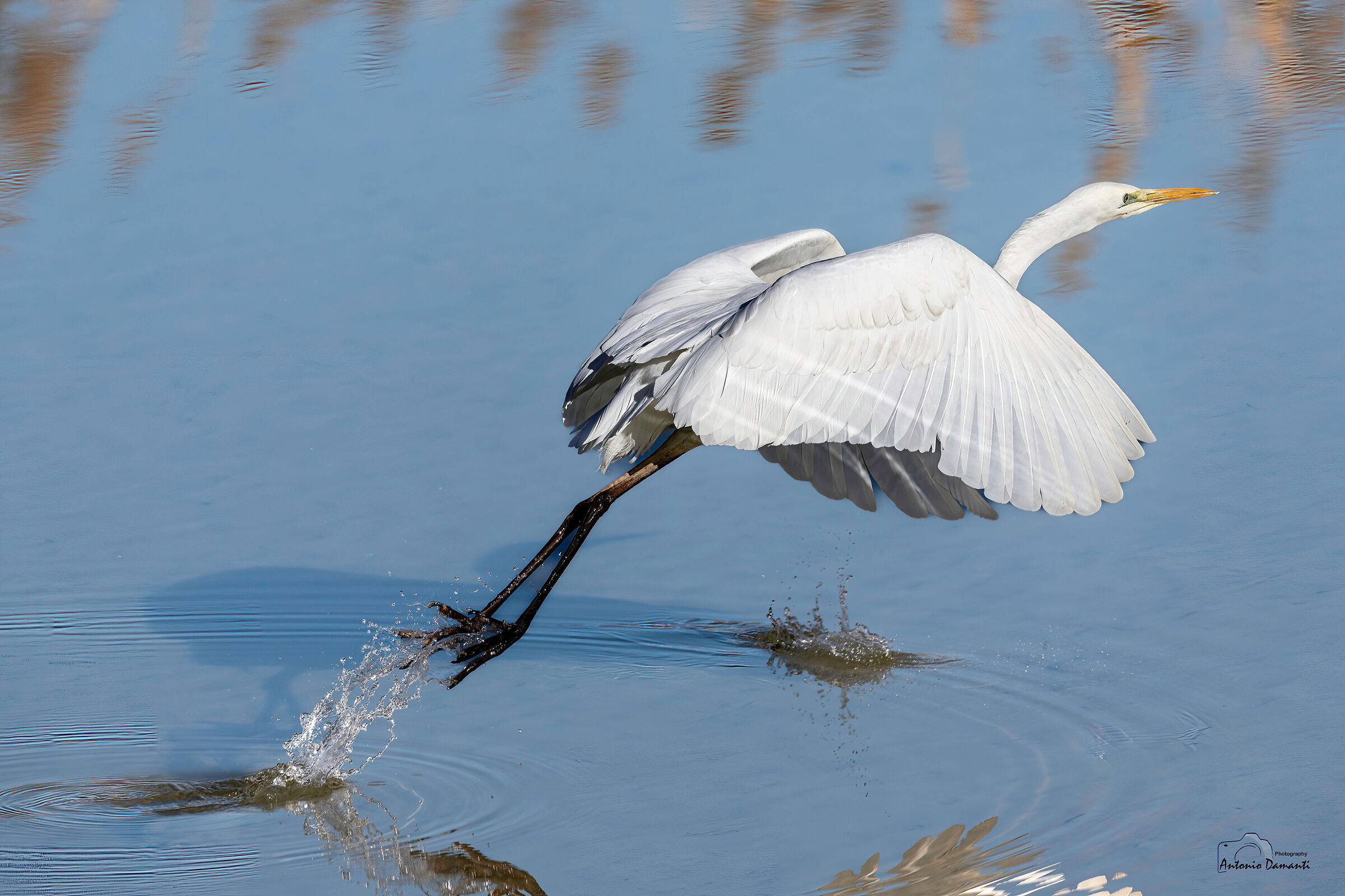 The detachment of the white heron (no crop)