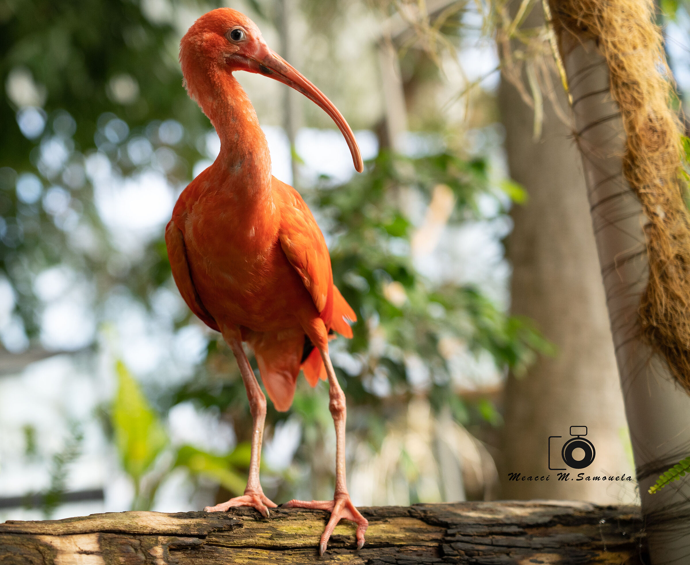 Scarlet Ibis