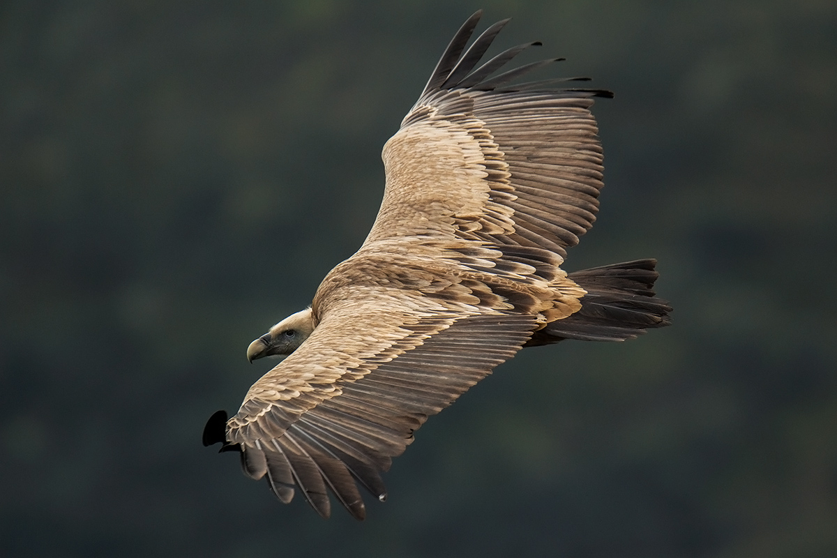 Griffin