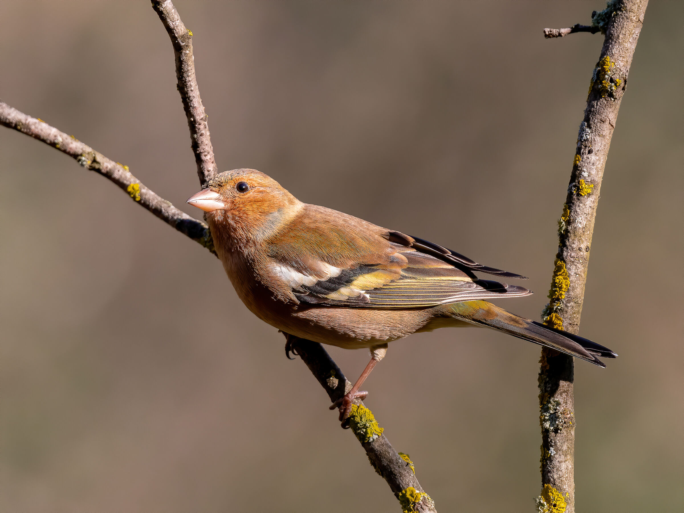 Chaffinch