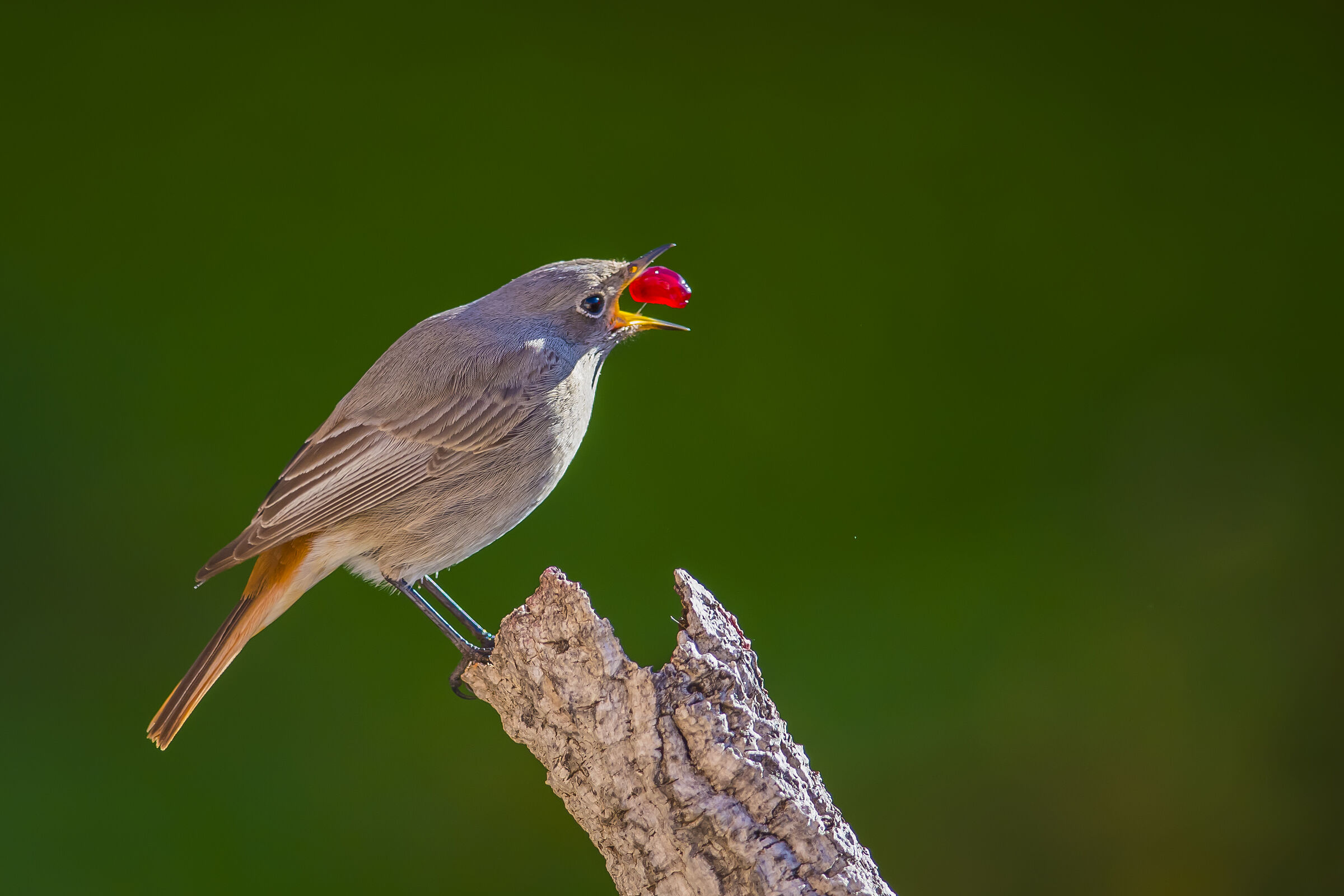 Codirosso spazzacamino F.
