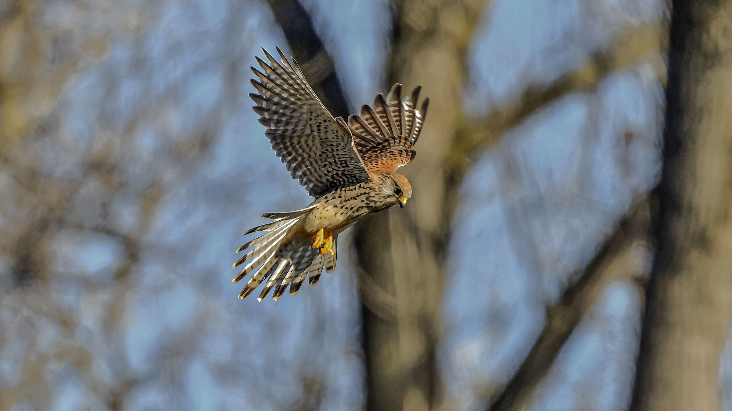 Gheppio in Spirito Santo