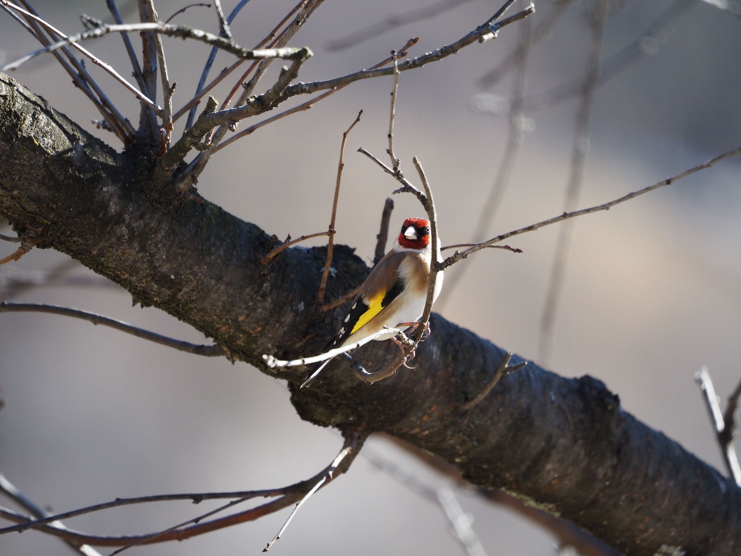 Goldfinch