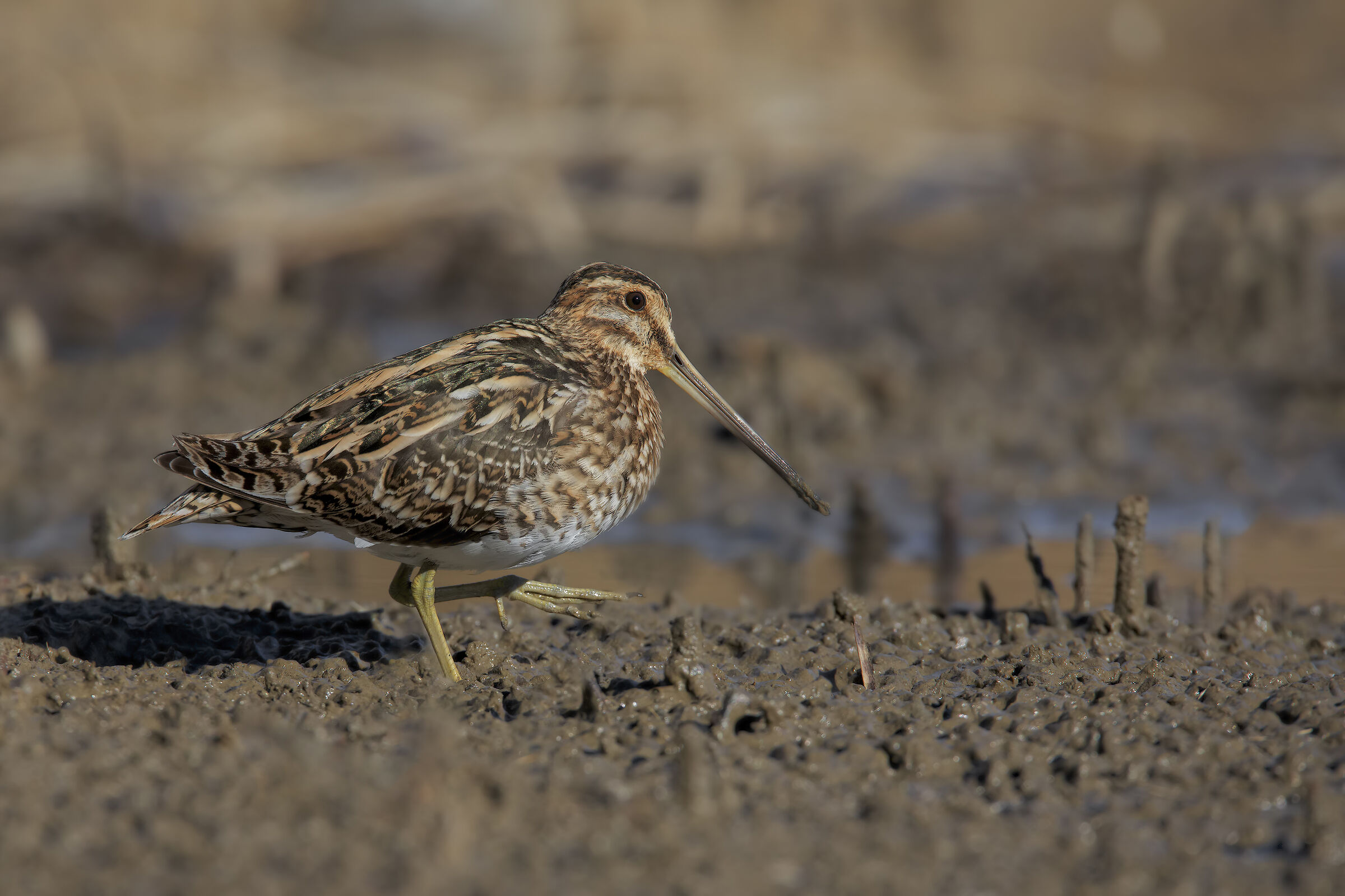 Snipe