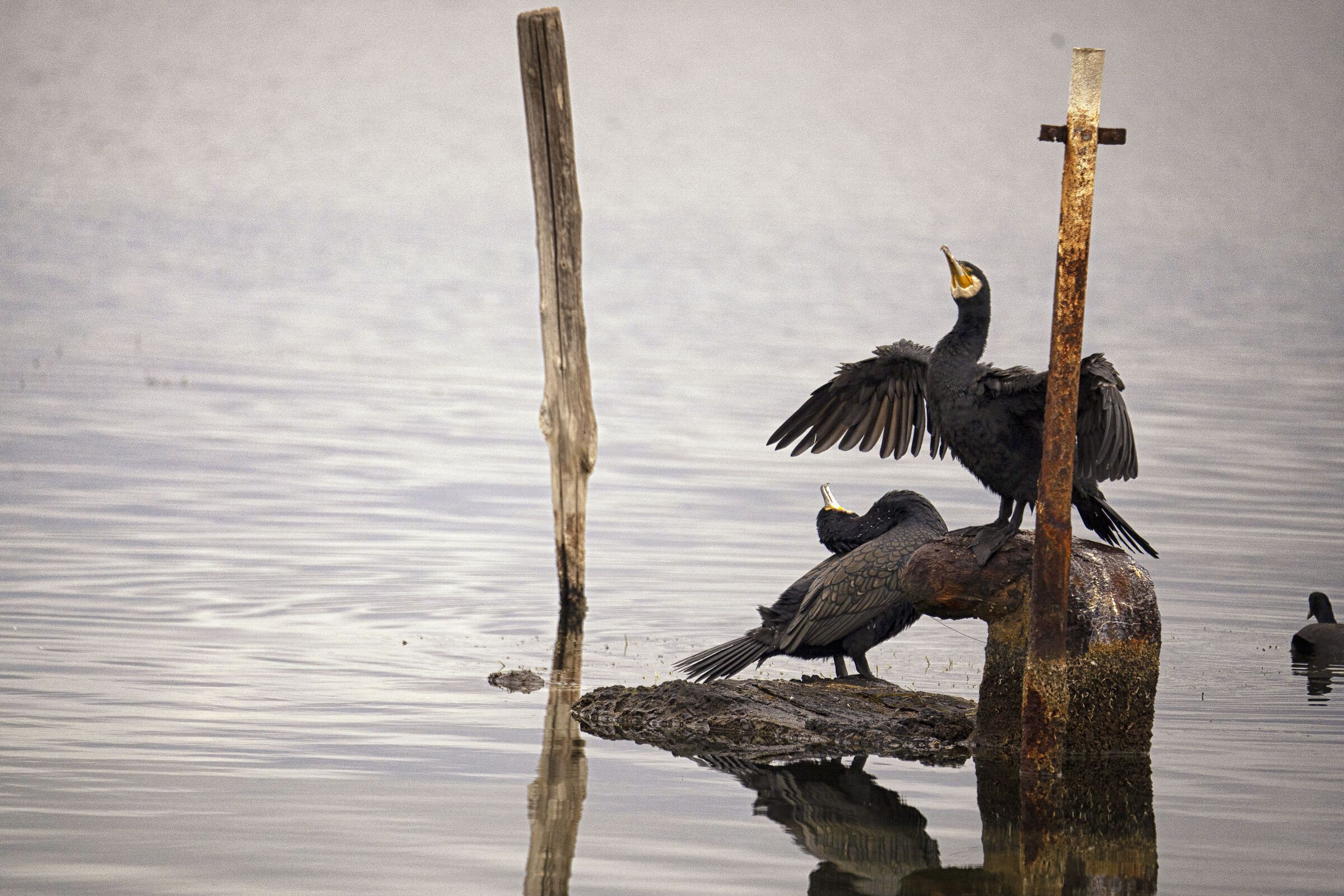 Cormorants