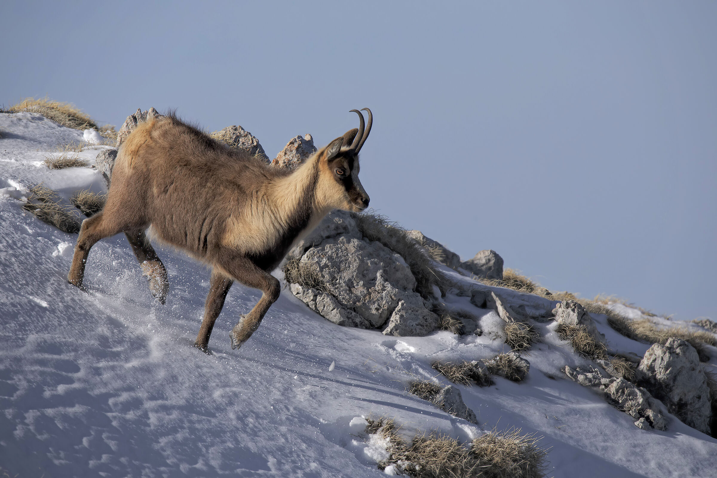 Camoscio appenninico