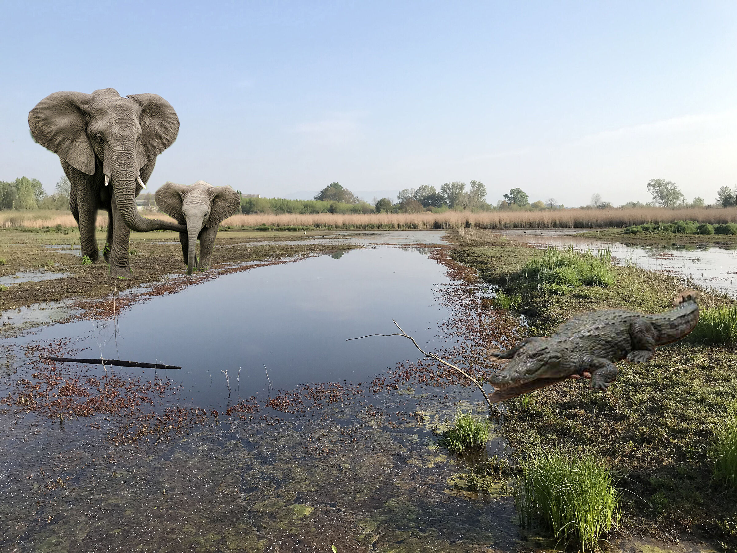 Padule di massarella toscana
