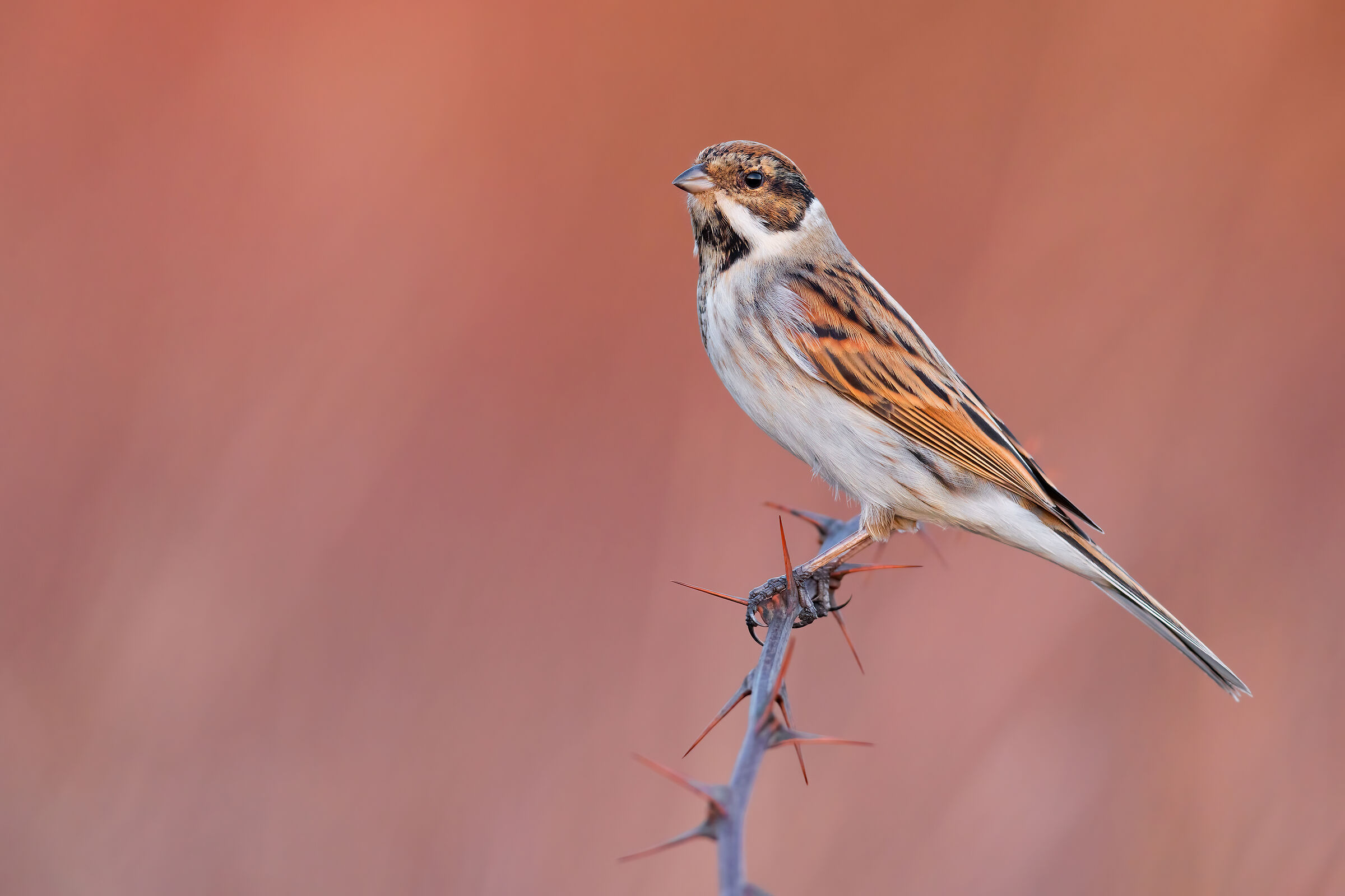 Migliarino di Palude