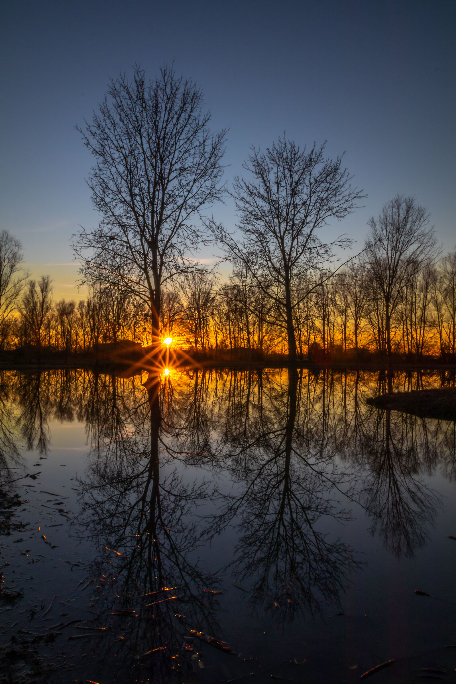 Trees in the water