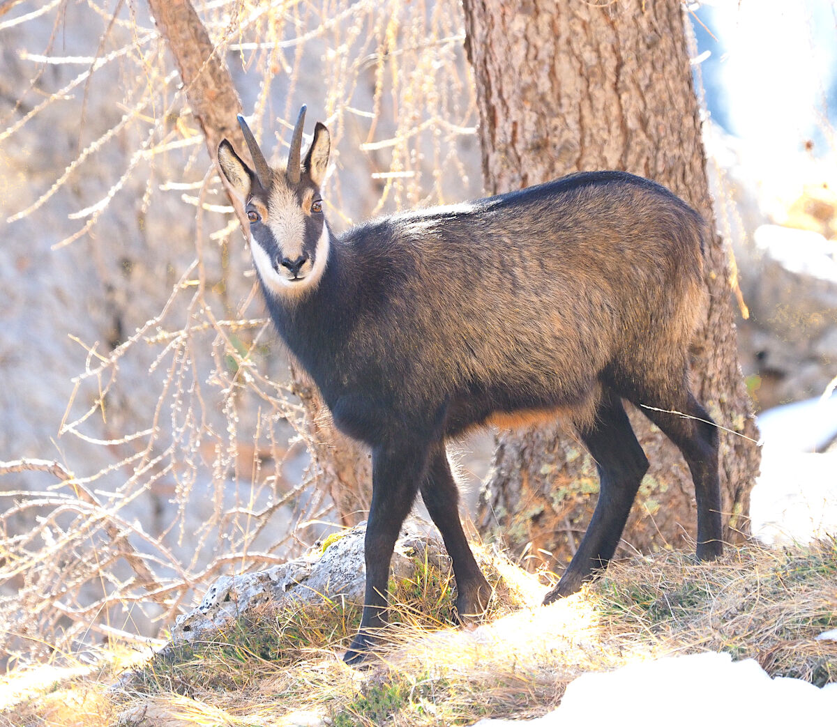Surprised among the larches
