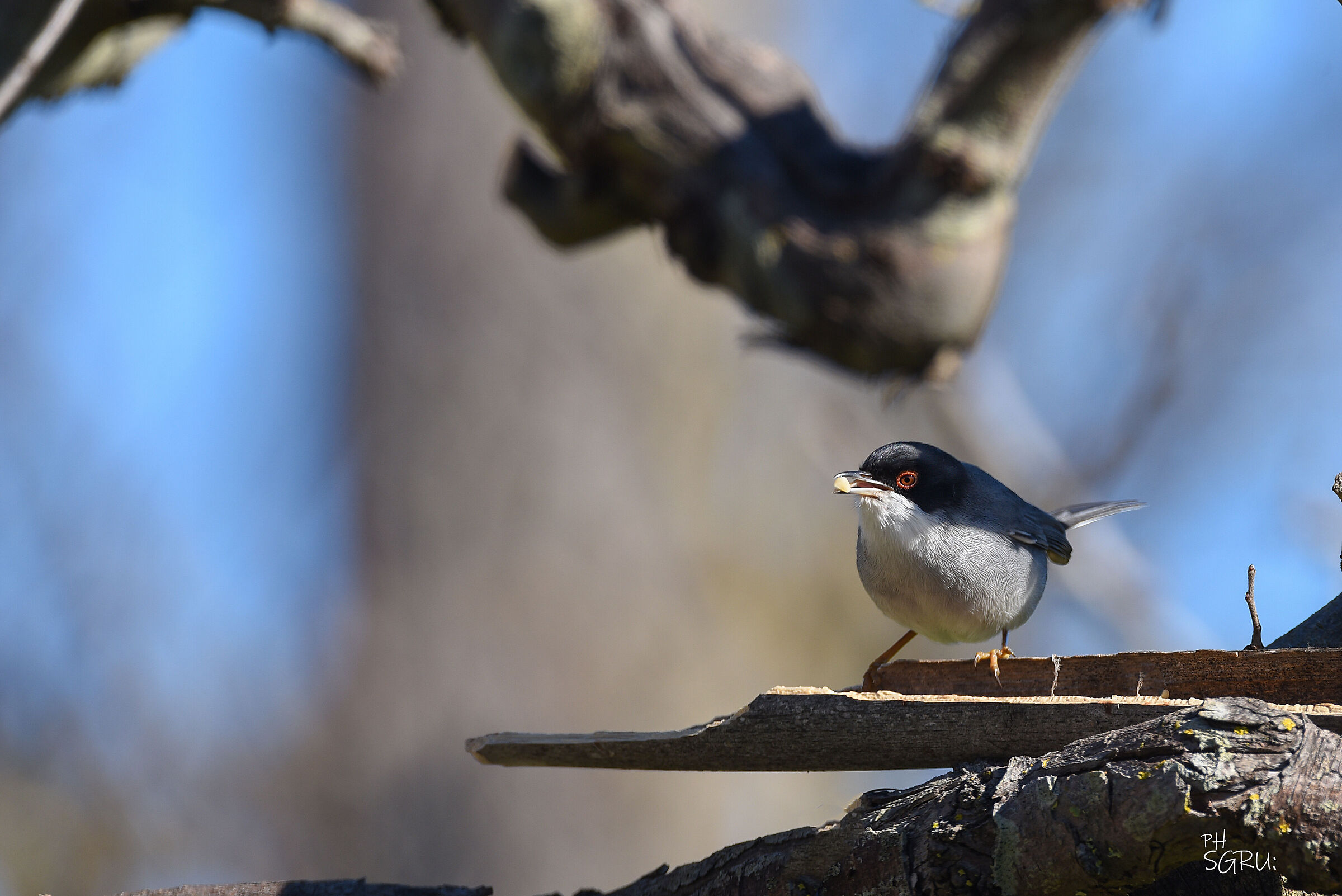sardinian warbler