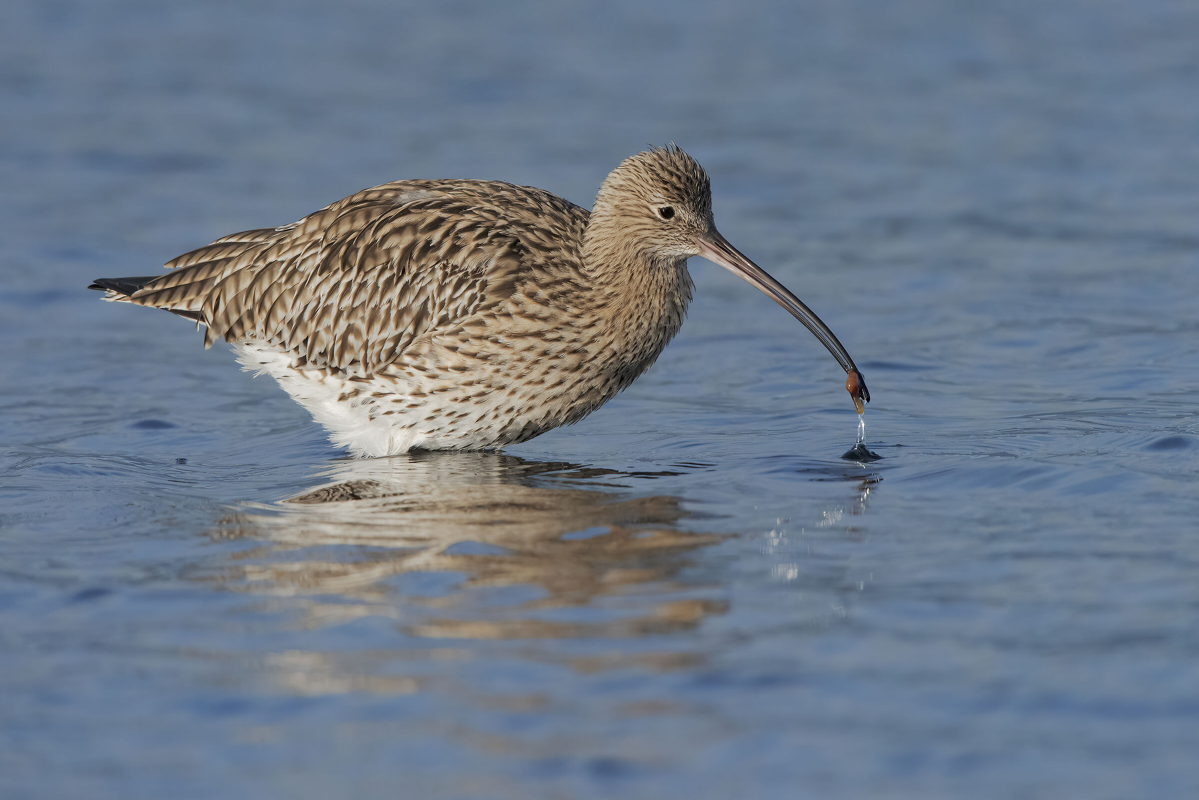 chiurlo in predazione_2