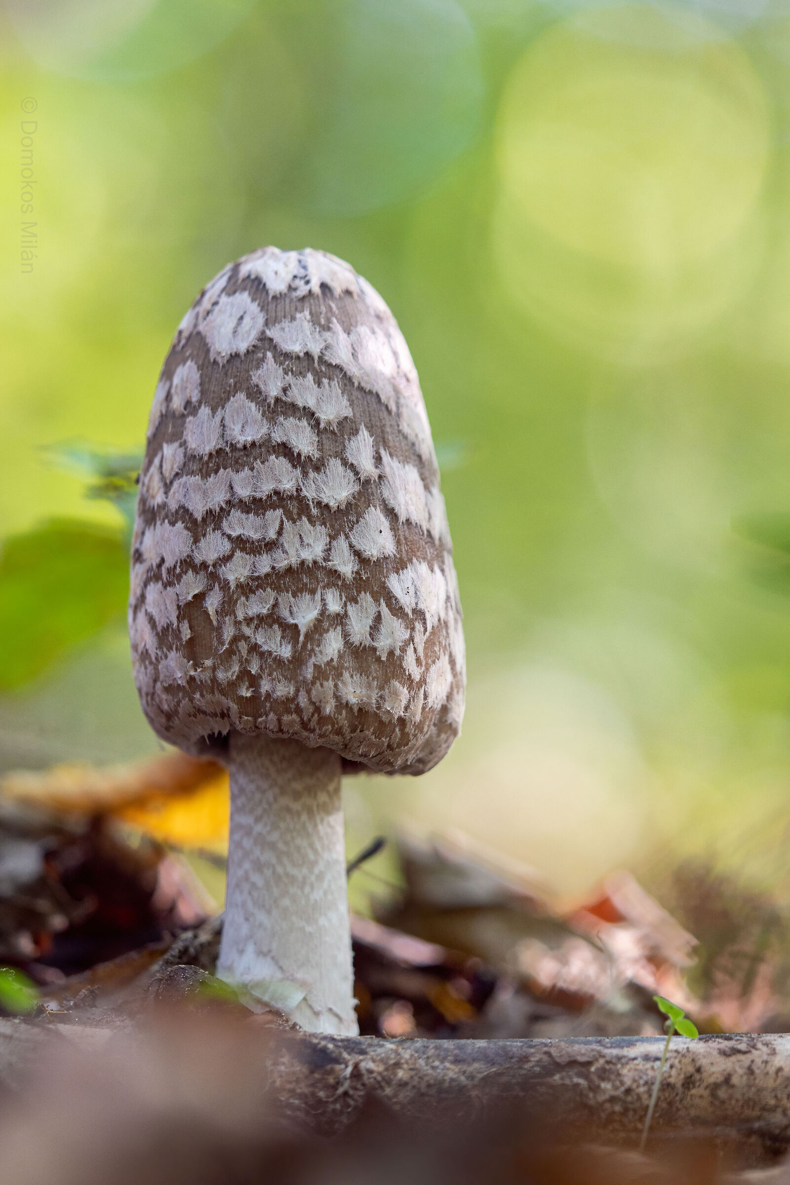 Mushroom_3