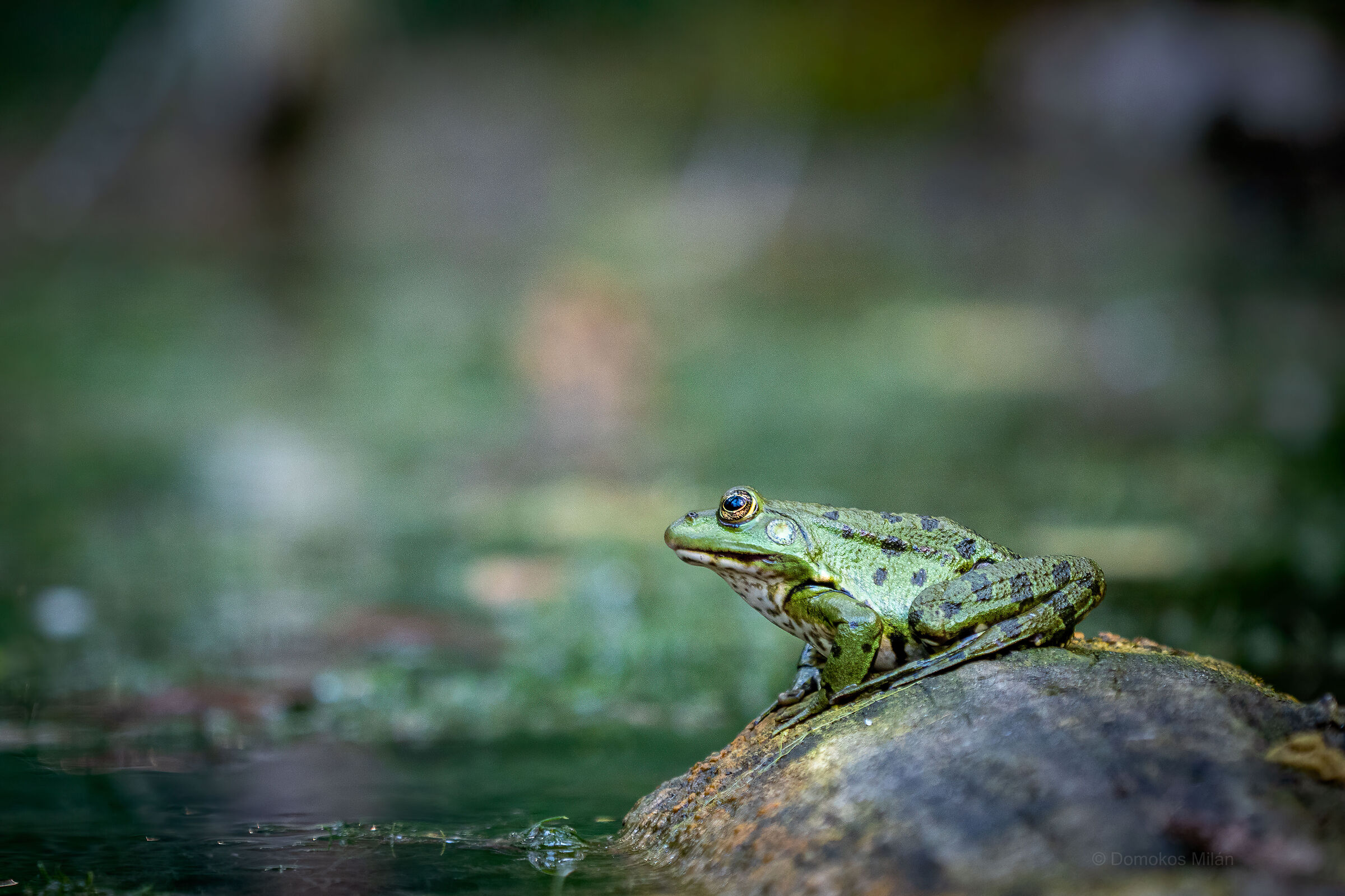 Frog_3