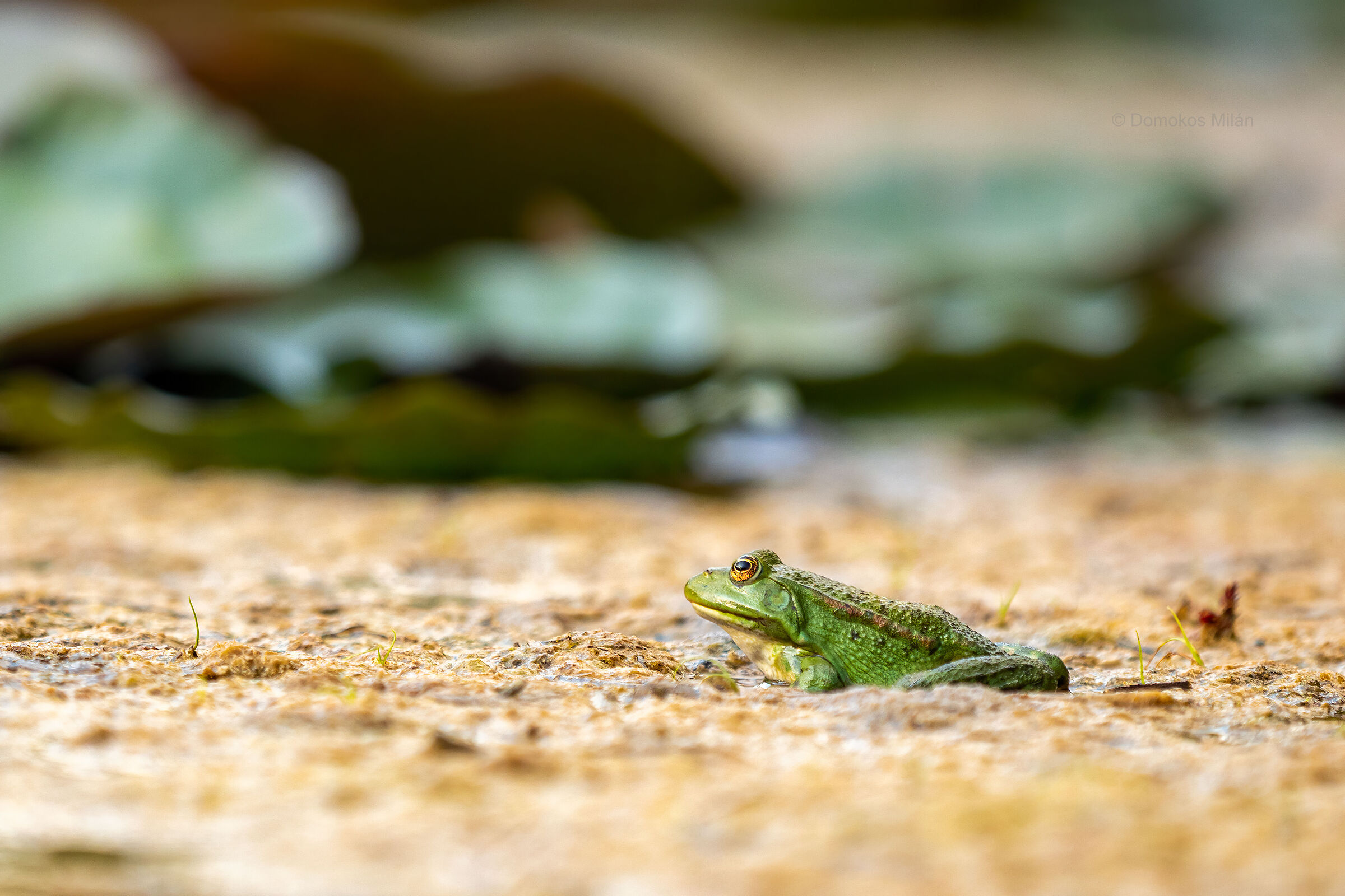 Frog_2
