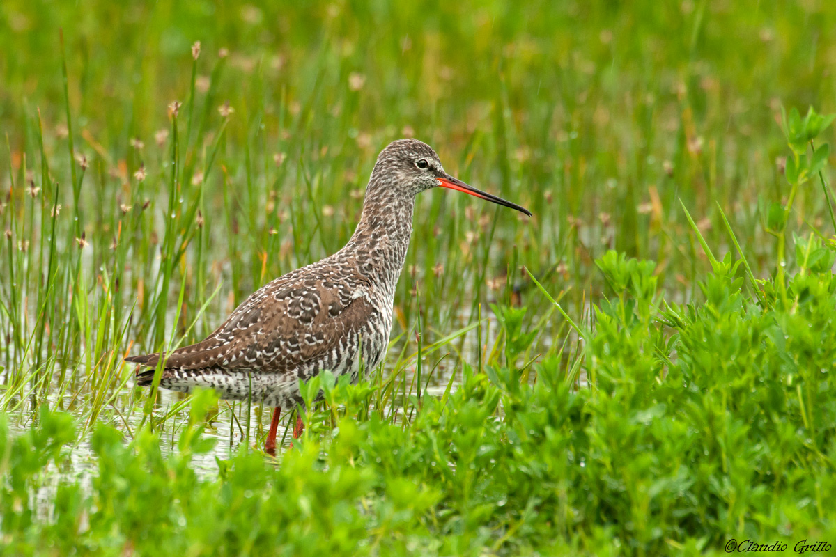 Spotted Redshank