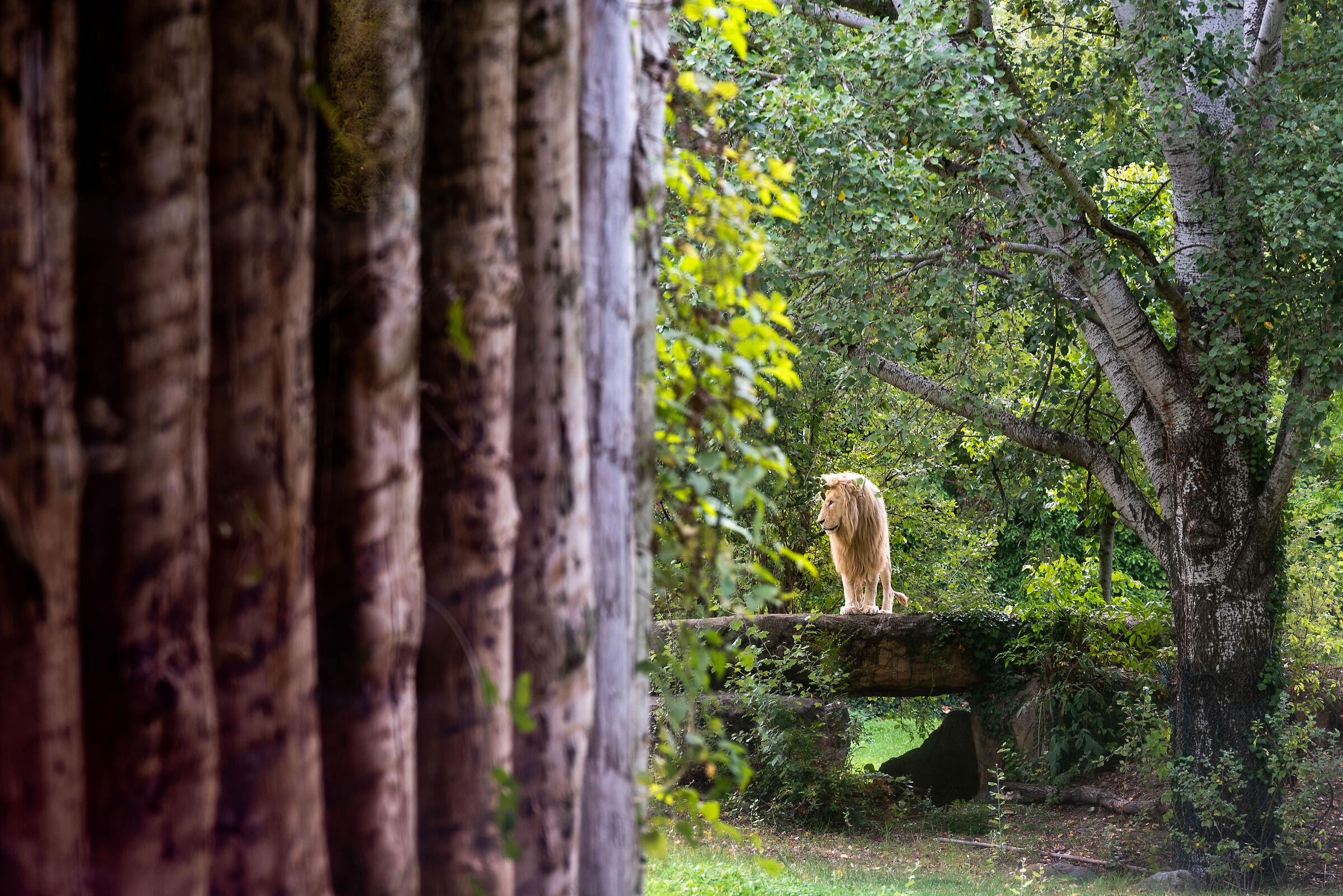 Parco Natura Viva - Bussolengo