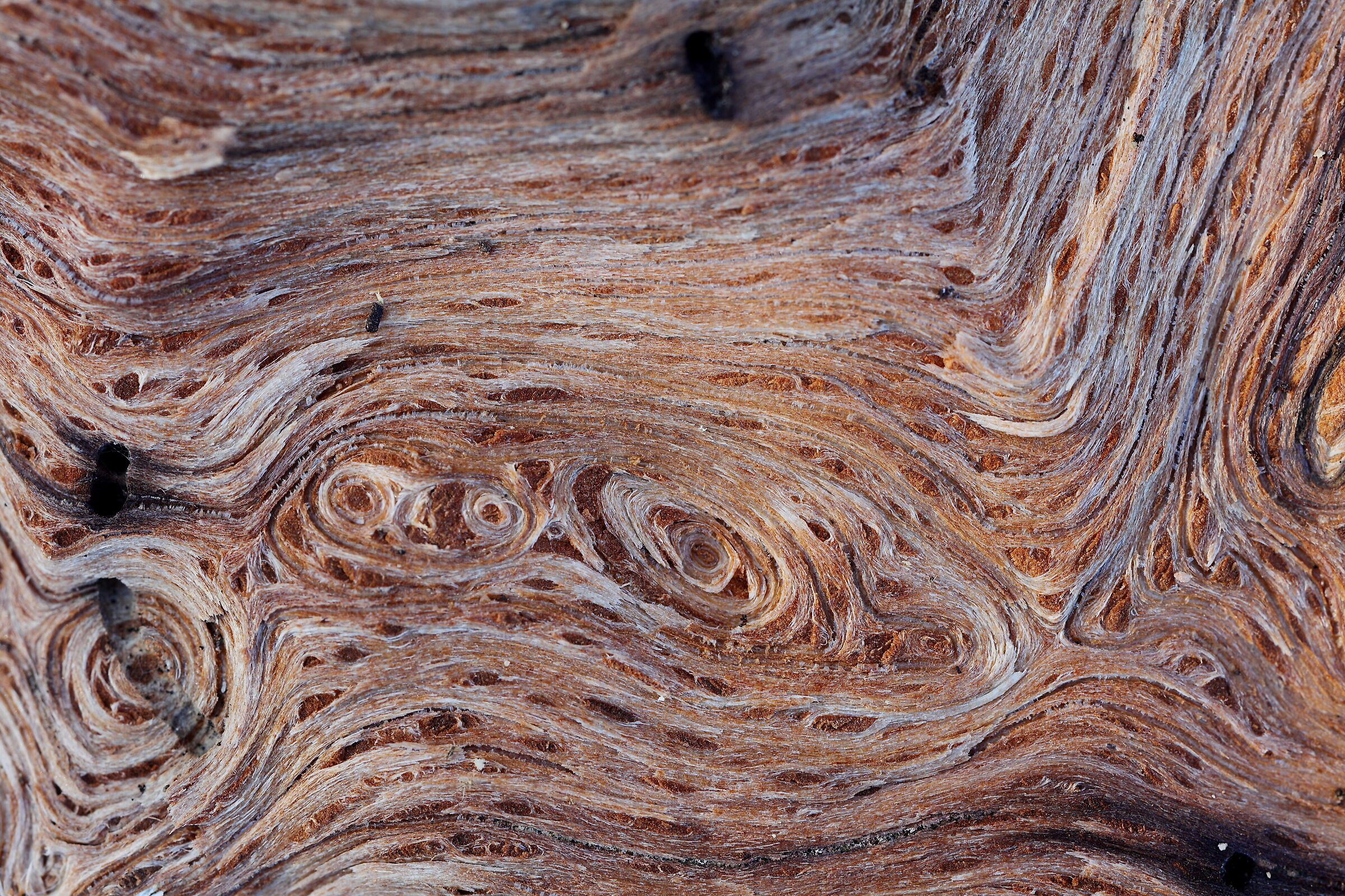 Convolutions of oak root