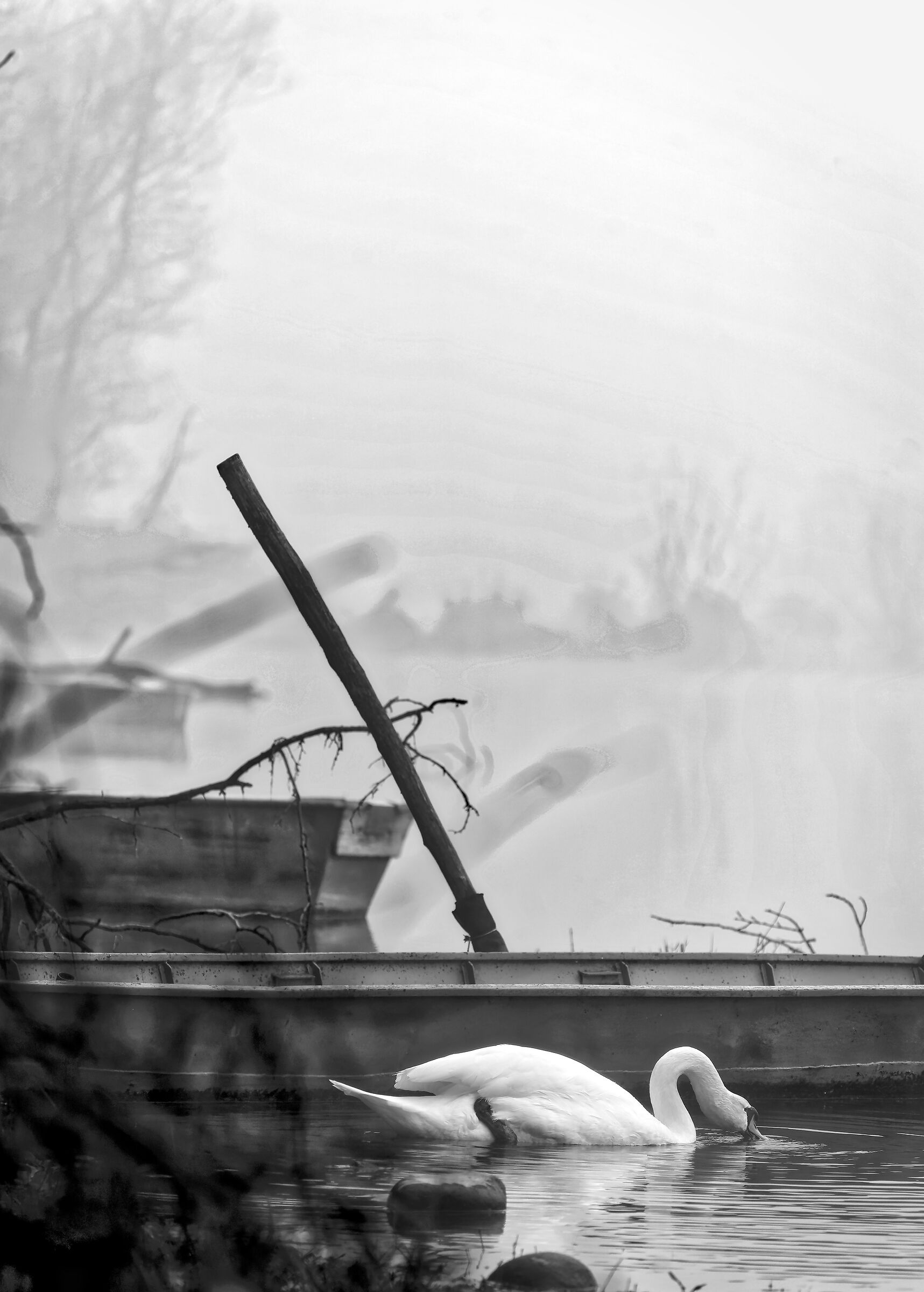 Fog at the Ticino Park